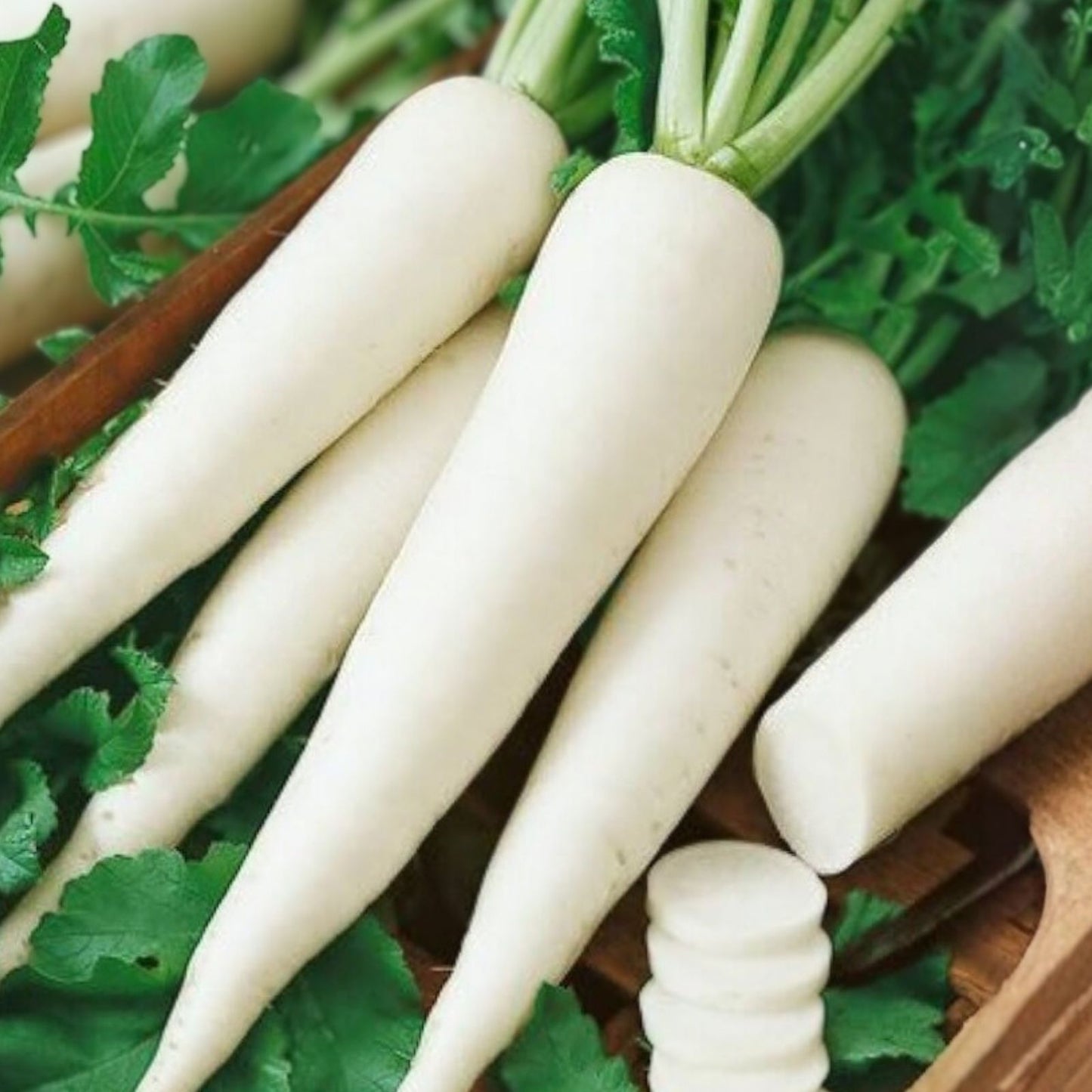 Radish Seeds 100+ Non-GMO White Icicle Radish Raphanus sativus for Gardening, Organic, Fast-Growing, Vegetable Seeds