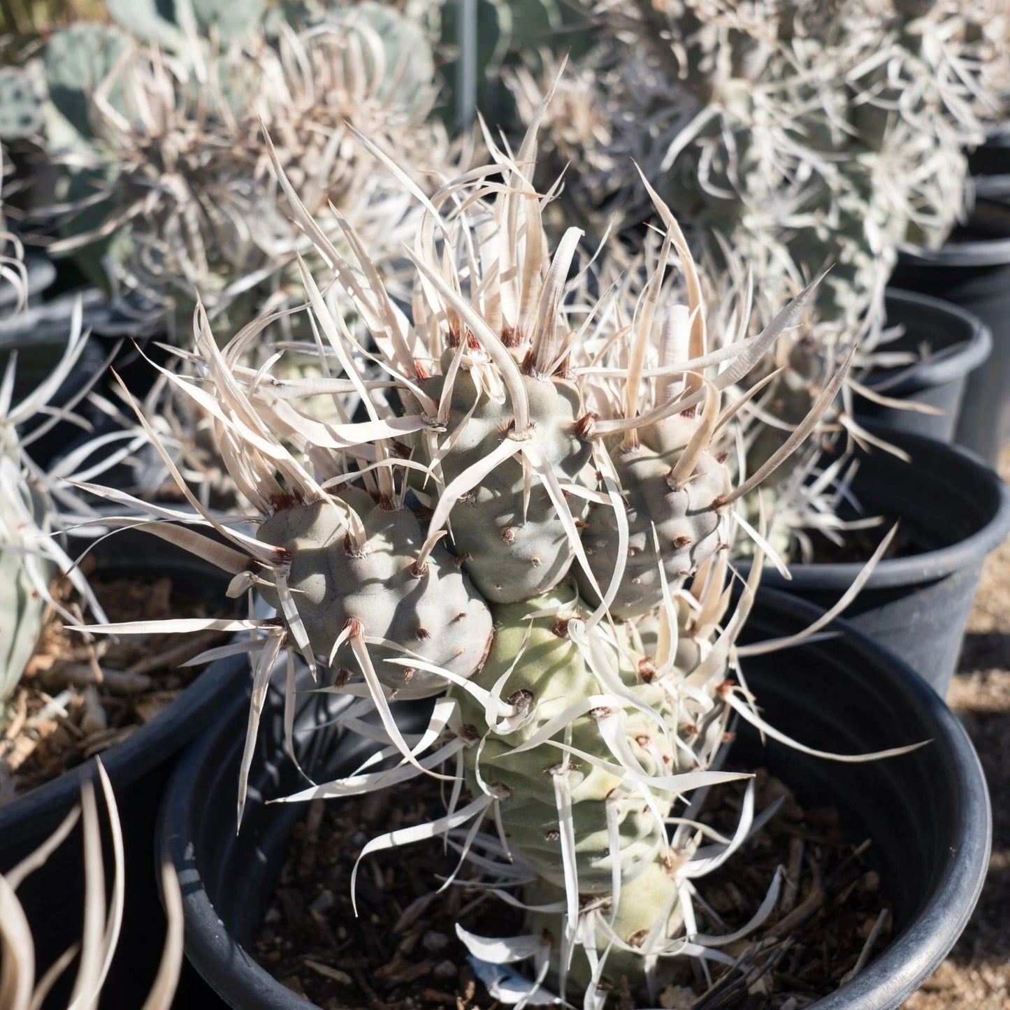 Live Paper Spine Cactus Plant - Succulent in 4-inch Pot - Tephrocactus articulatus papyracanthus - Unique Desert Plant for Home Decor