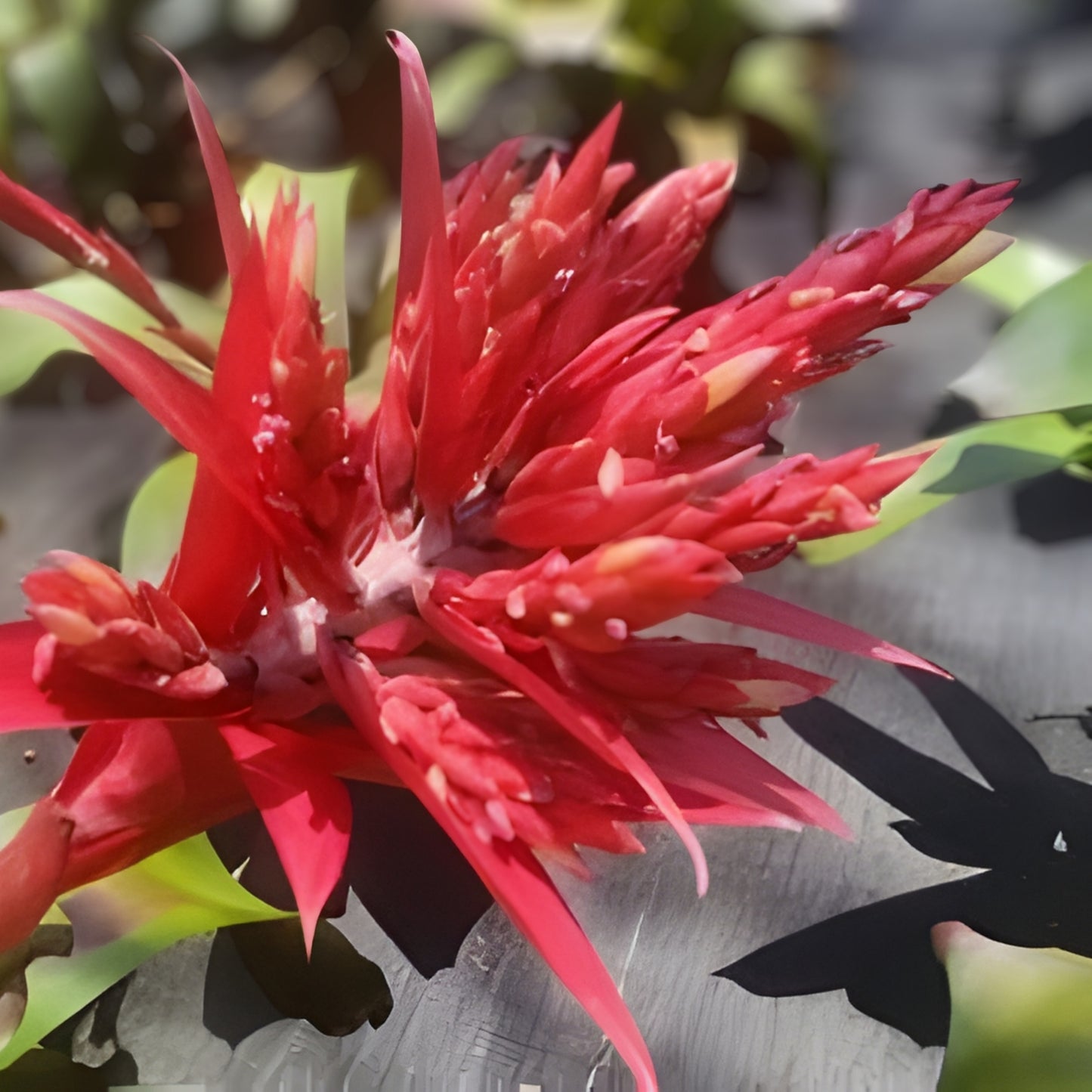 Bromeliad Aechmea Hacienda 8" Pot - Aechmea Blue Rain (Aechmea bromeliifolia) - Tropical Indoor Plant