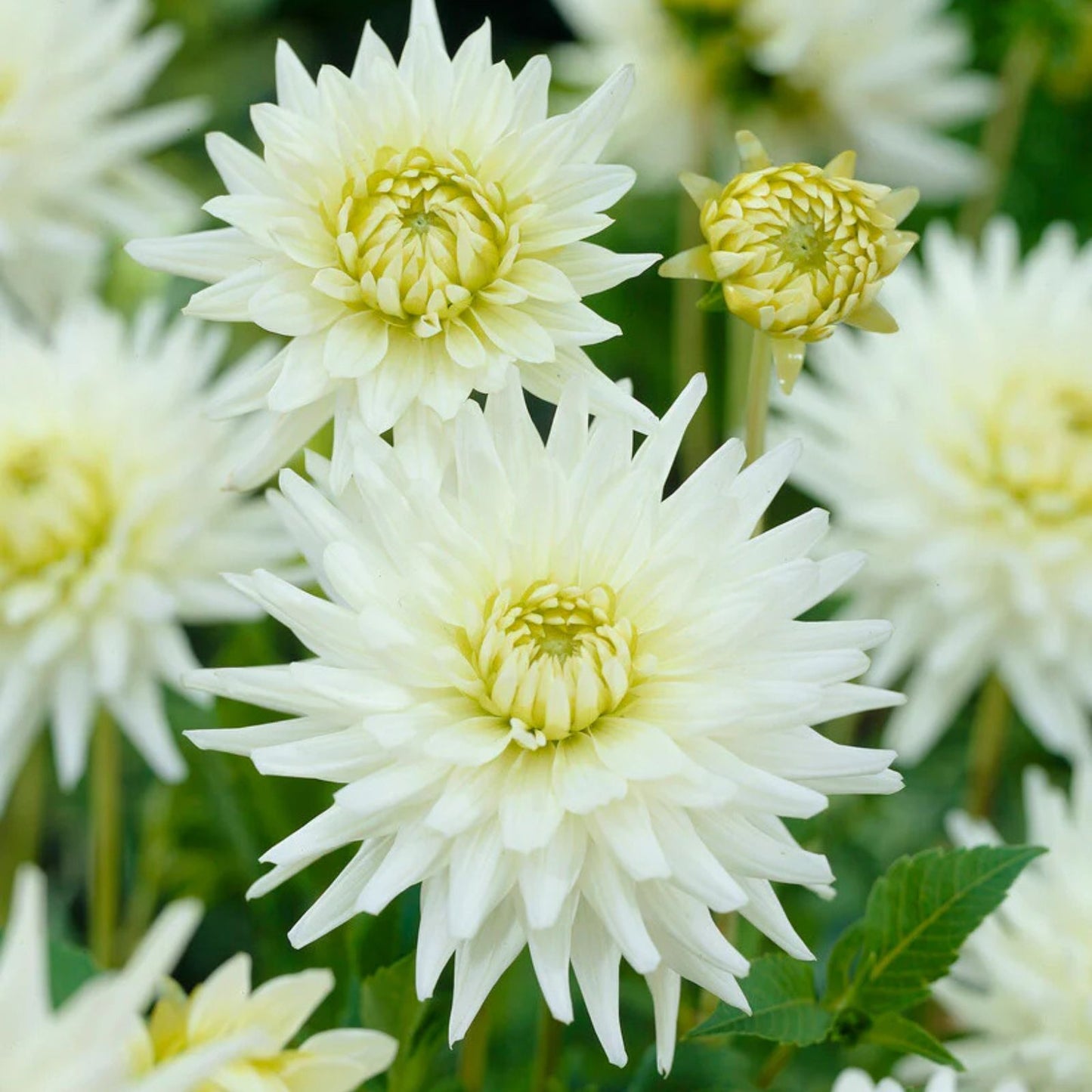Dahlia Tubers for Planting – 3 Large "My Love" Tubers – Garden Flowers – Dahlia pinnata