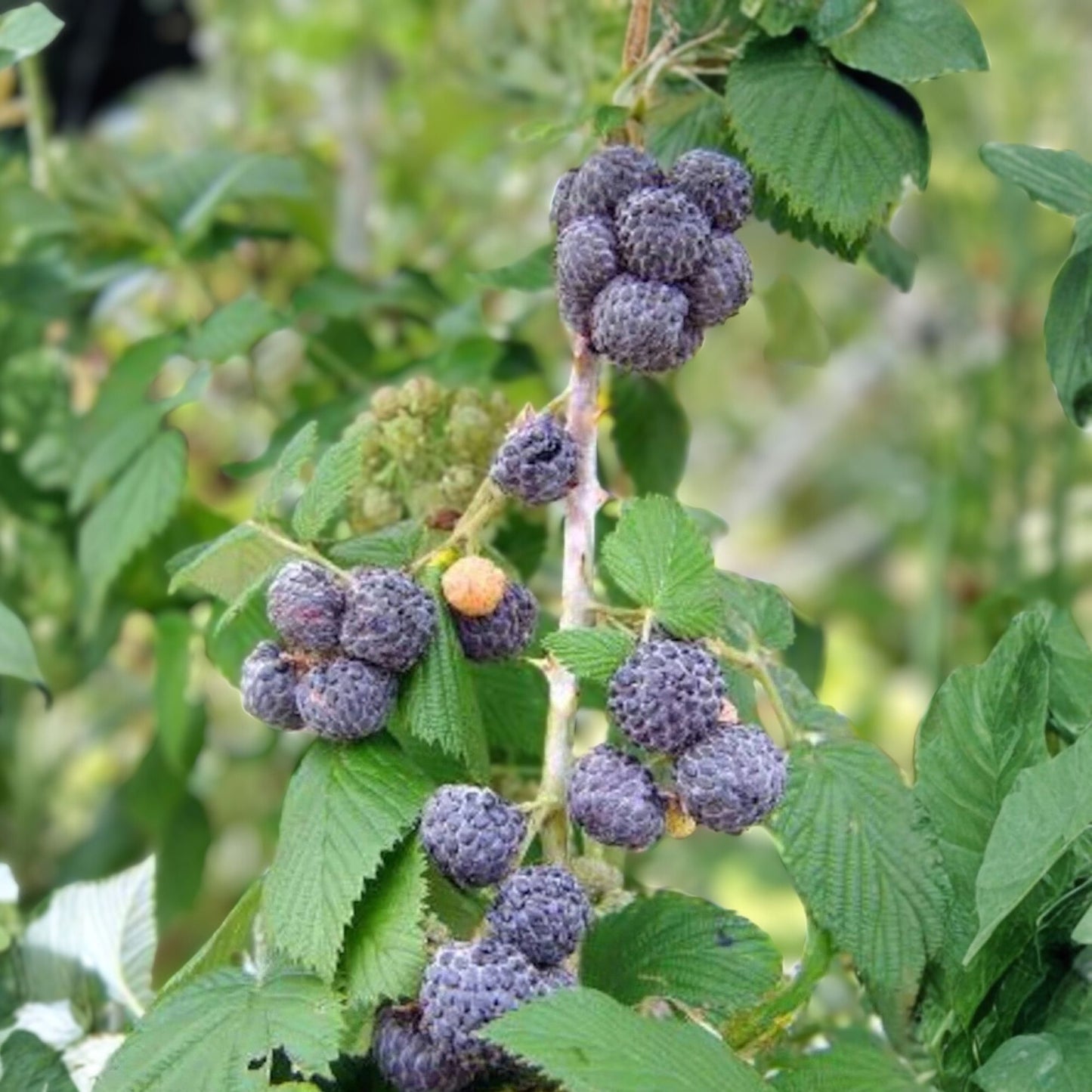 Black Raspberry Plant Bare Root Starter 4-10" Mysore Rubus Niveus Edible Fruit Plant USDA Zones 9-11