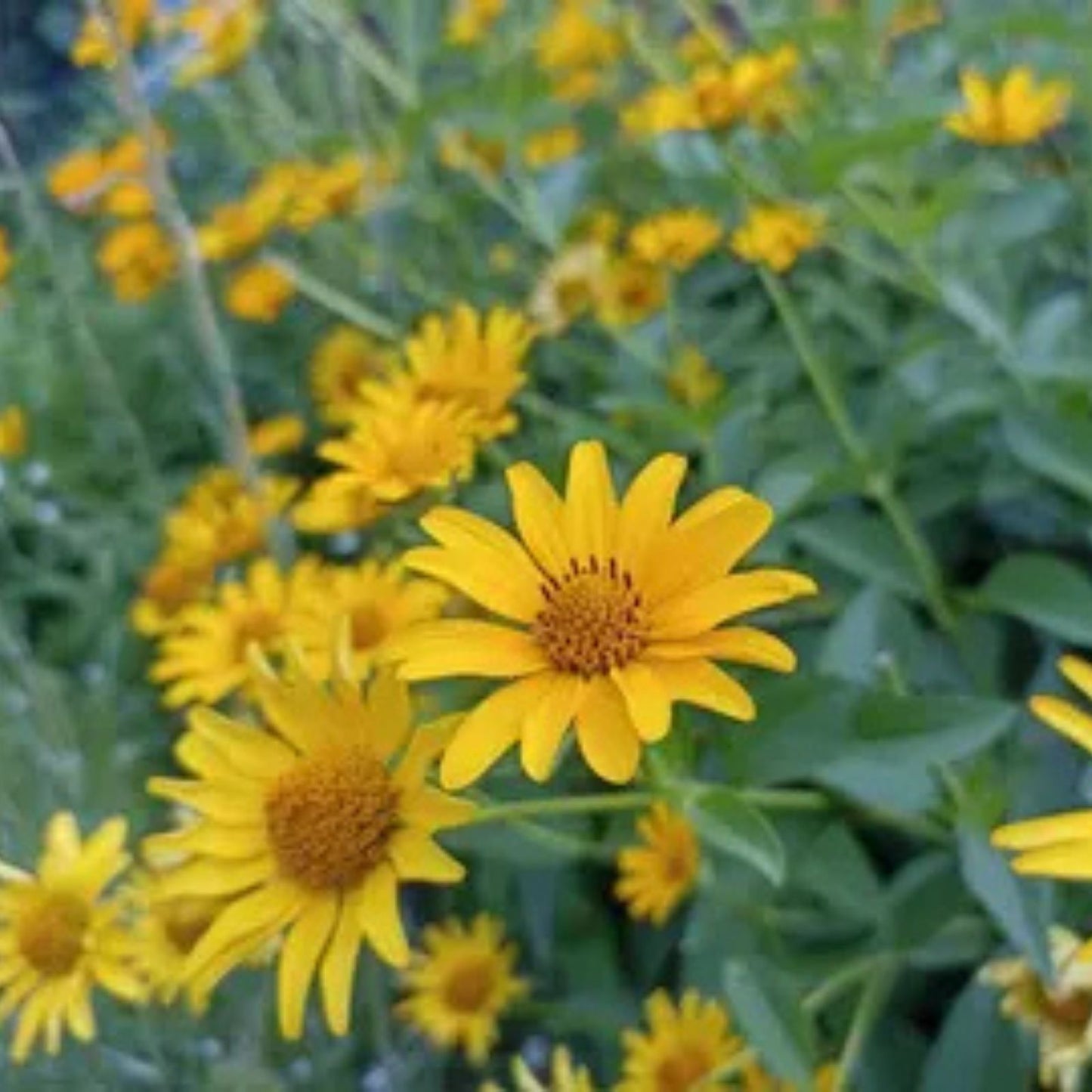 Mexican Sunflower Live Cuttings - Tithonia Diversifolia - 15 Pack for Gardens and Landscaping