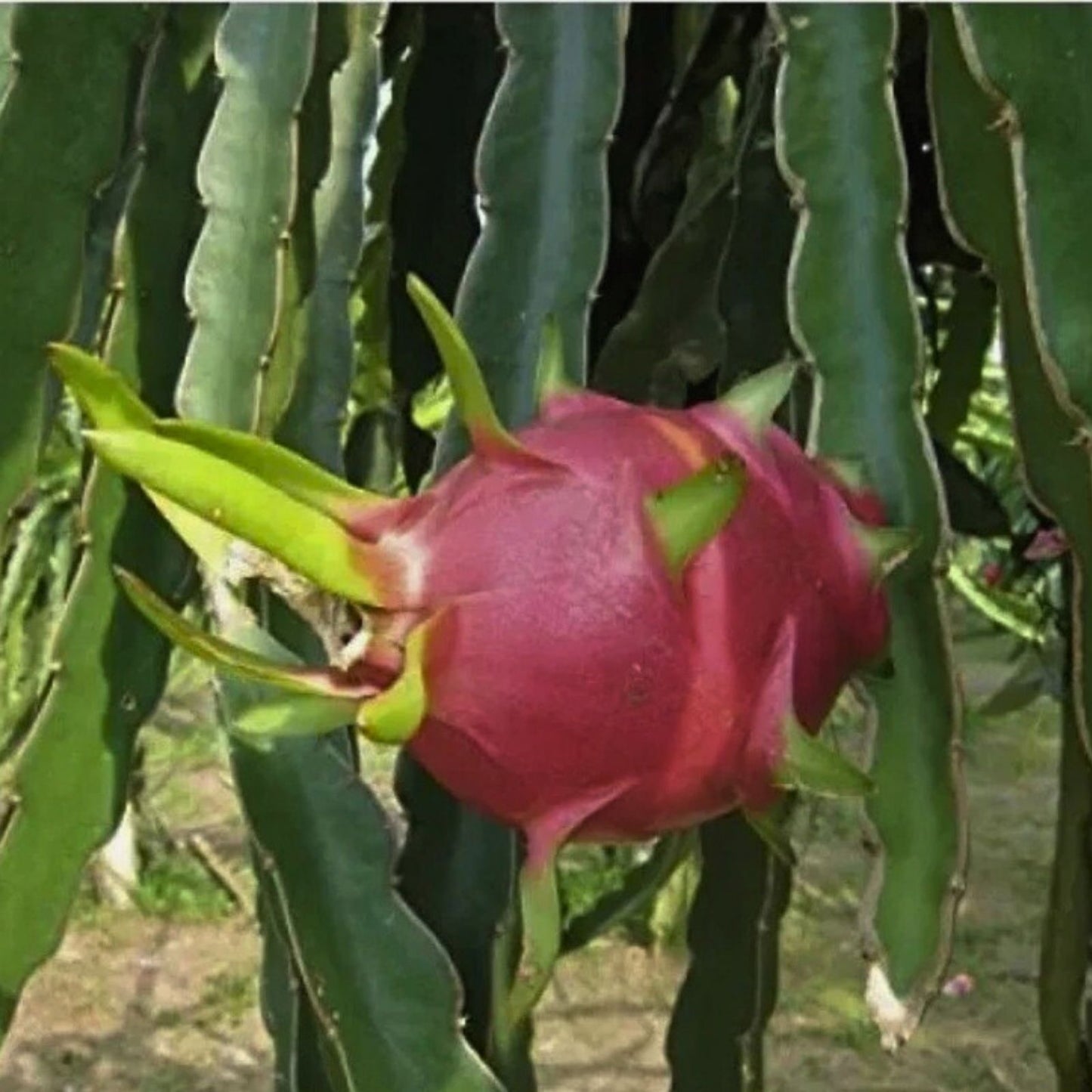 Dragon Fruit Plant Cutting 14-18" White Flesh Pitahaya Hylocereus Cactus Succulent