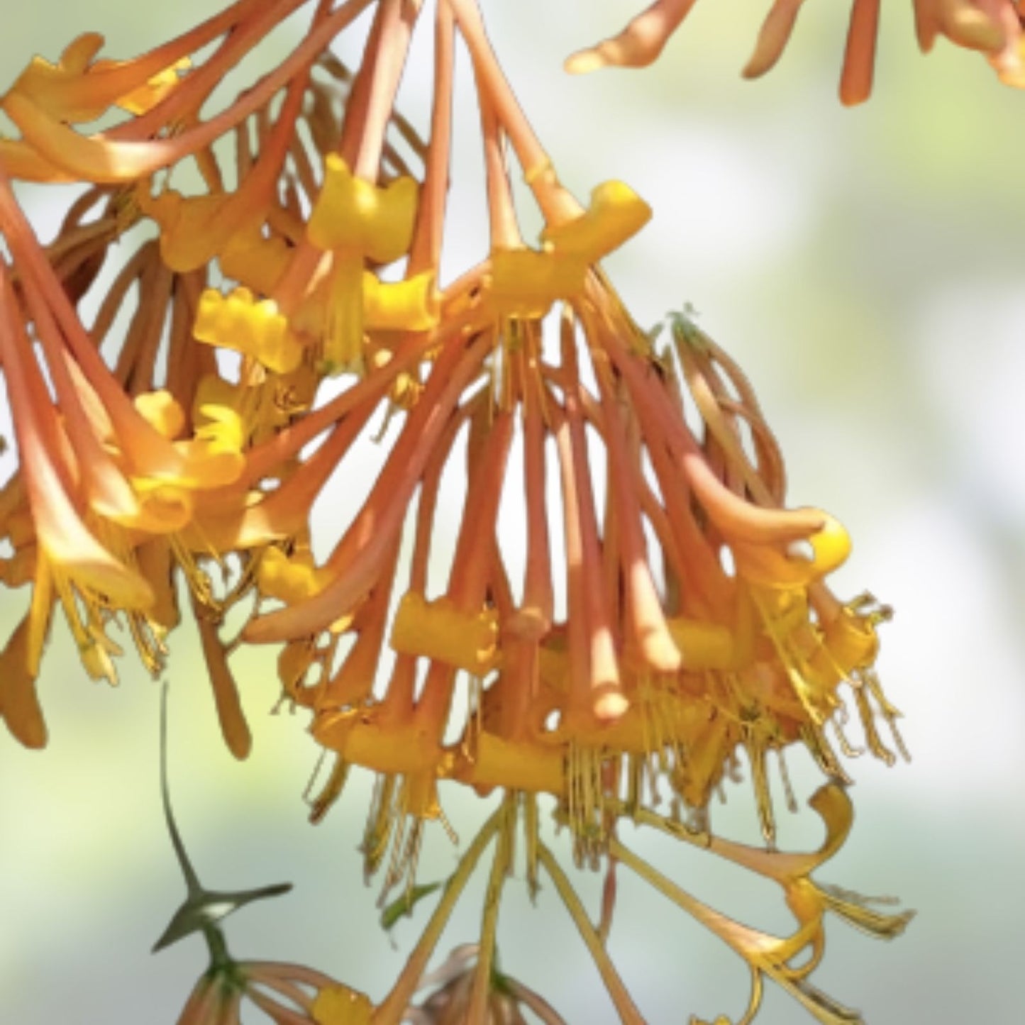 Honeysuckle Vine Seeds 20 Pack Orange Flowers Lonicera ciliosa USA Seller Free Shipping