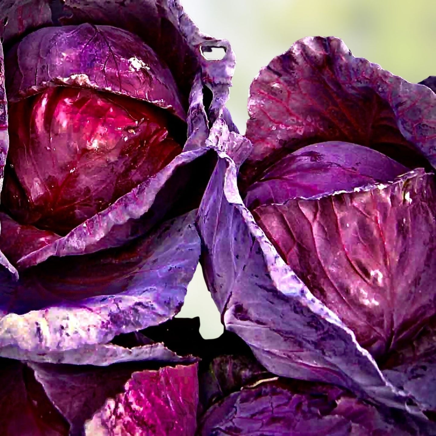 Red Acre Cabbage Seeds - Heirloom Variety, Colorful & Tasty, 25+ Seeds, Brassica oleracea