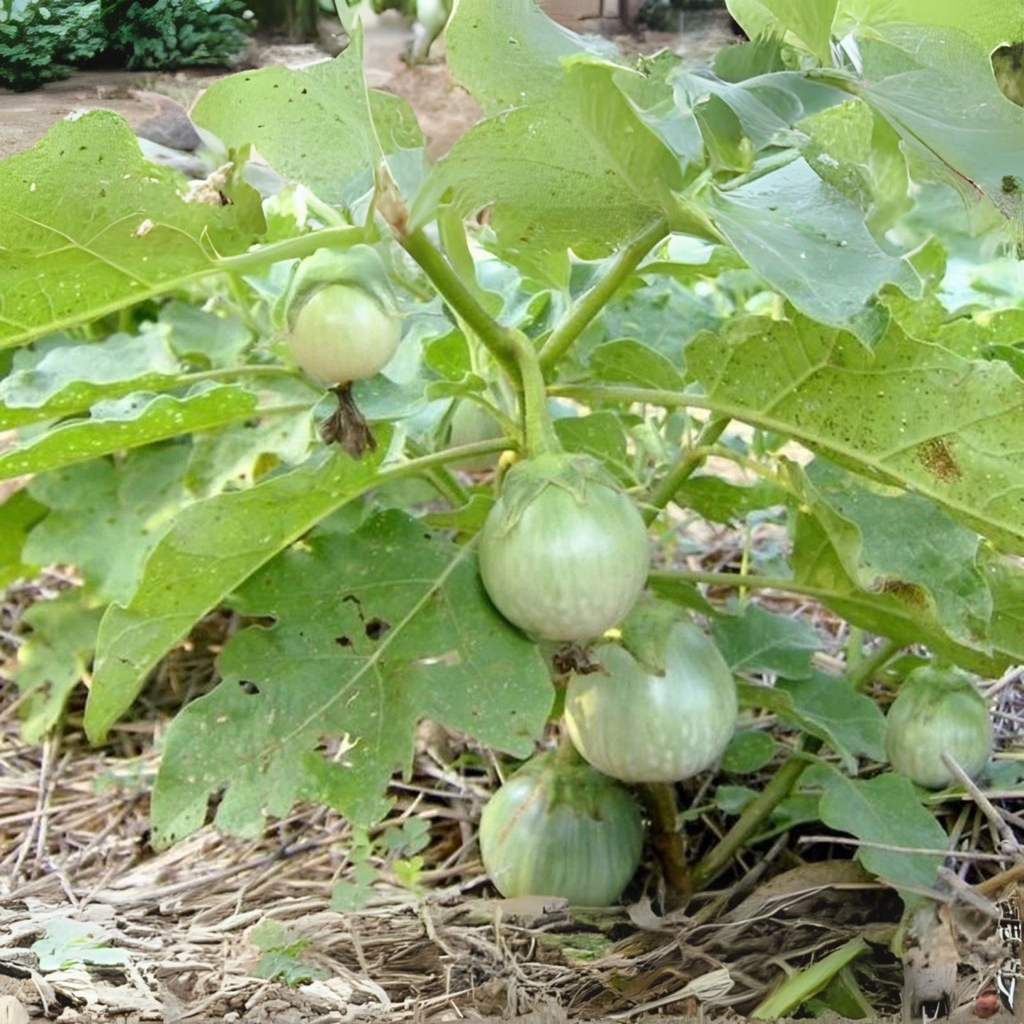 Thai Eggplant Seeds - 200 Heirloom Seeds "Petch Siam" - Solanum melongena - Unique Asian Vegetable Variety