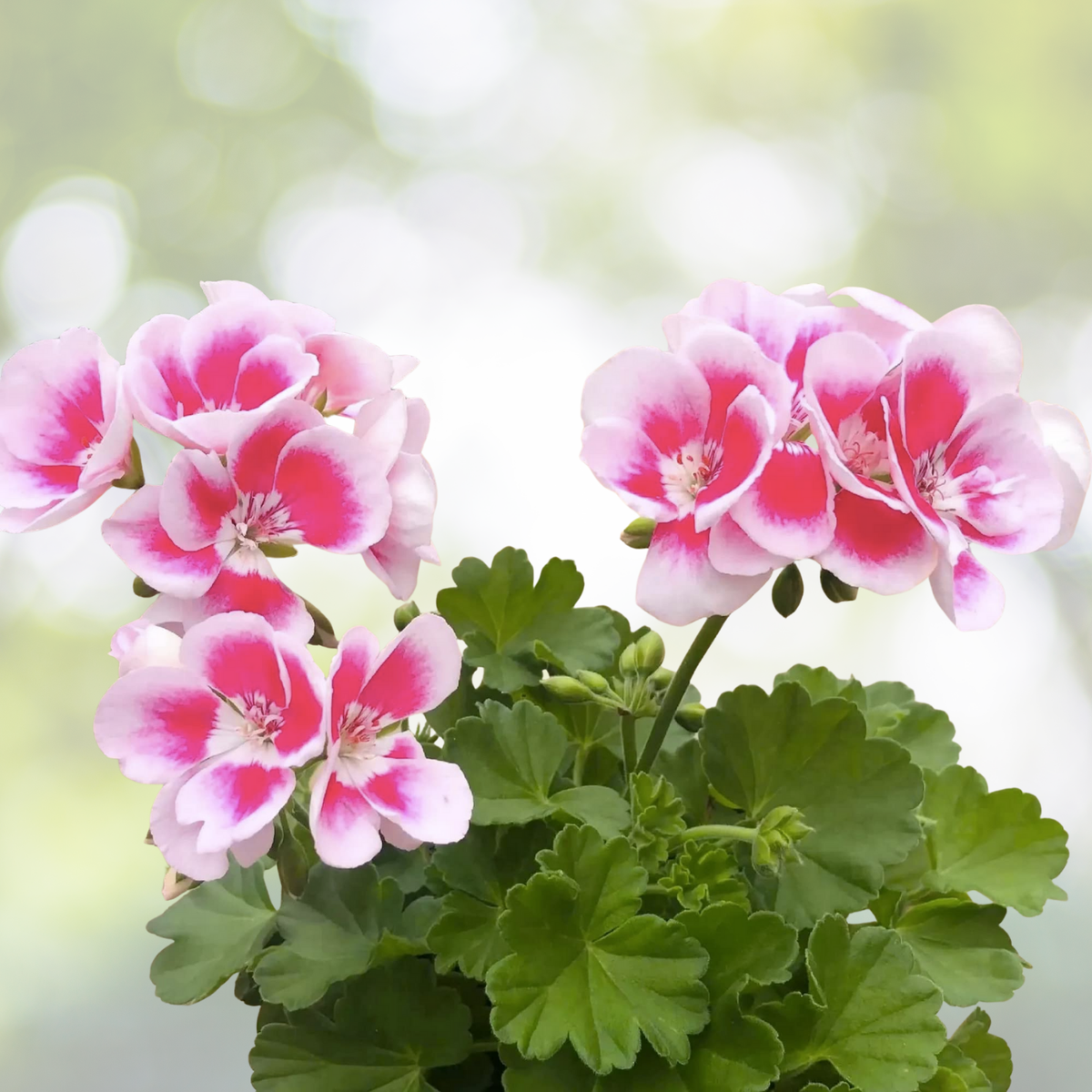 Geranium Live Plant Cuttings 3x6" White Light Pink Flowers Pelargonium Easy Care Dry Tolerant