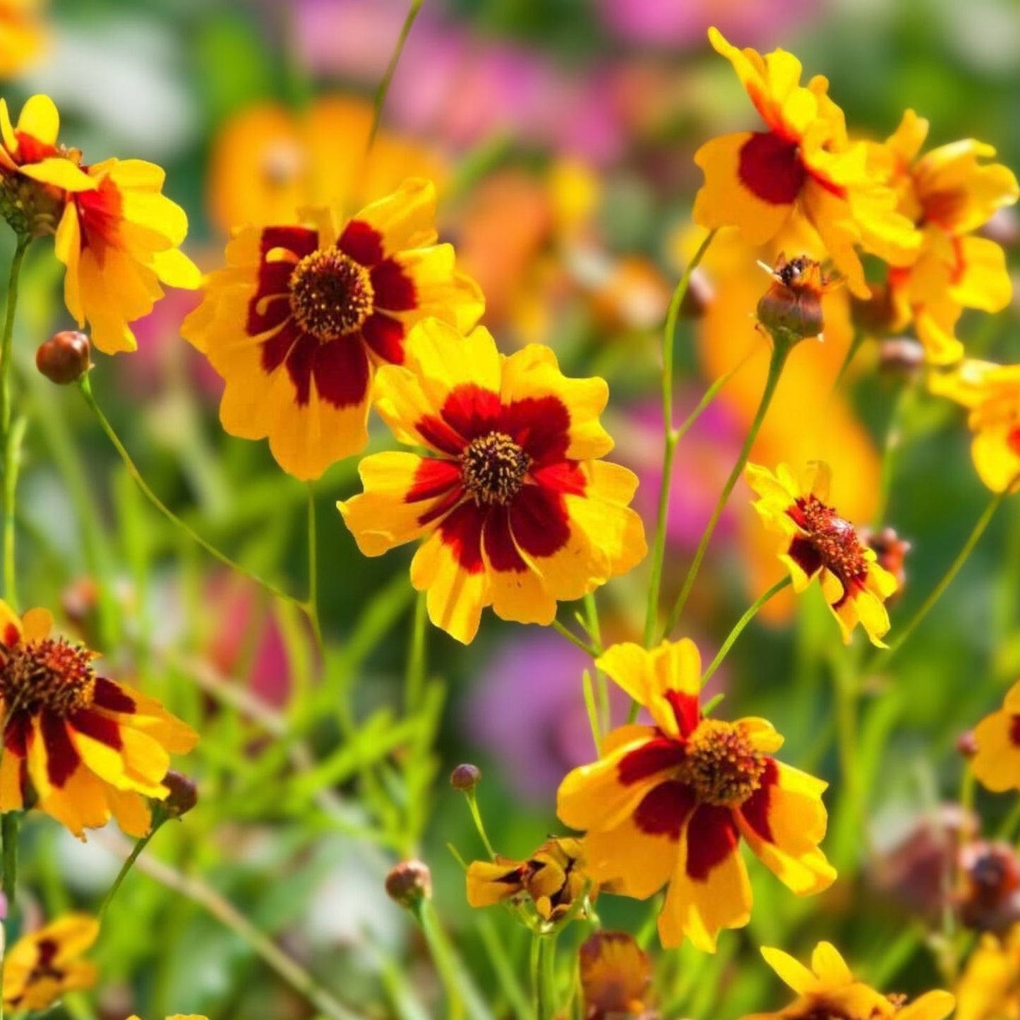Coreopsis Seeds 100+ Plains Coreopsis Wildflower Seeds - Drought Tolerant Bright Yellow Flowers - Coreopsis tinctoria