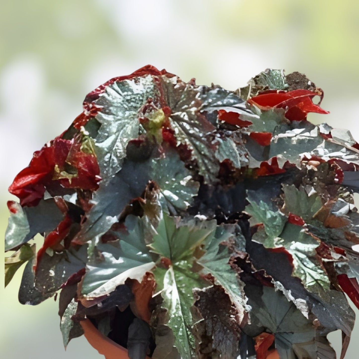 Angel Wing Begonia Starter Plant - Fannie Moser Variety - Live Rooted Houseplant for Indoor Decor