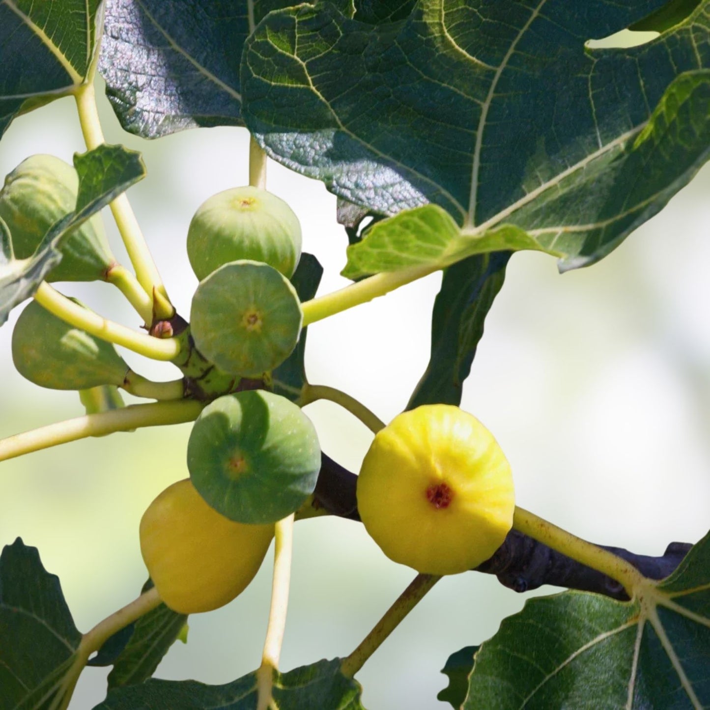Green Ischia Fig Tree Cuttings 3 Pack Ficus carica Hardy in Zones 7-10 for Home Gardens