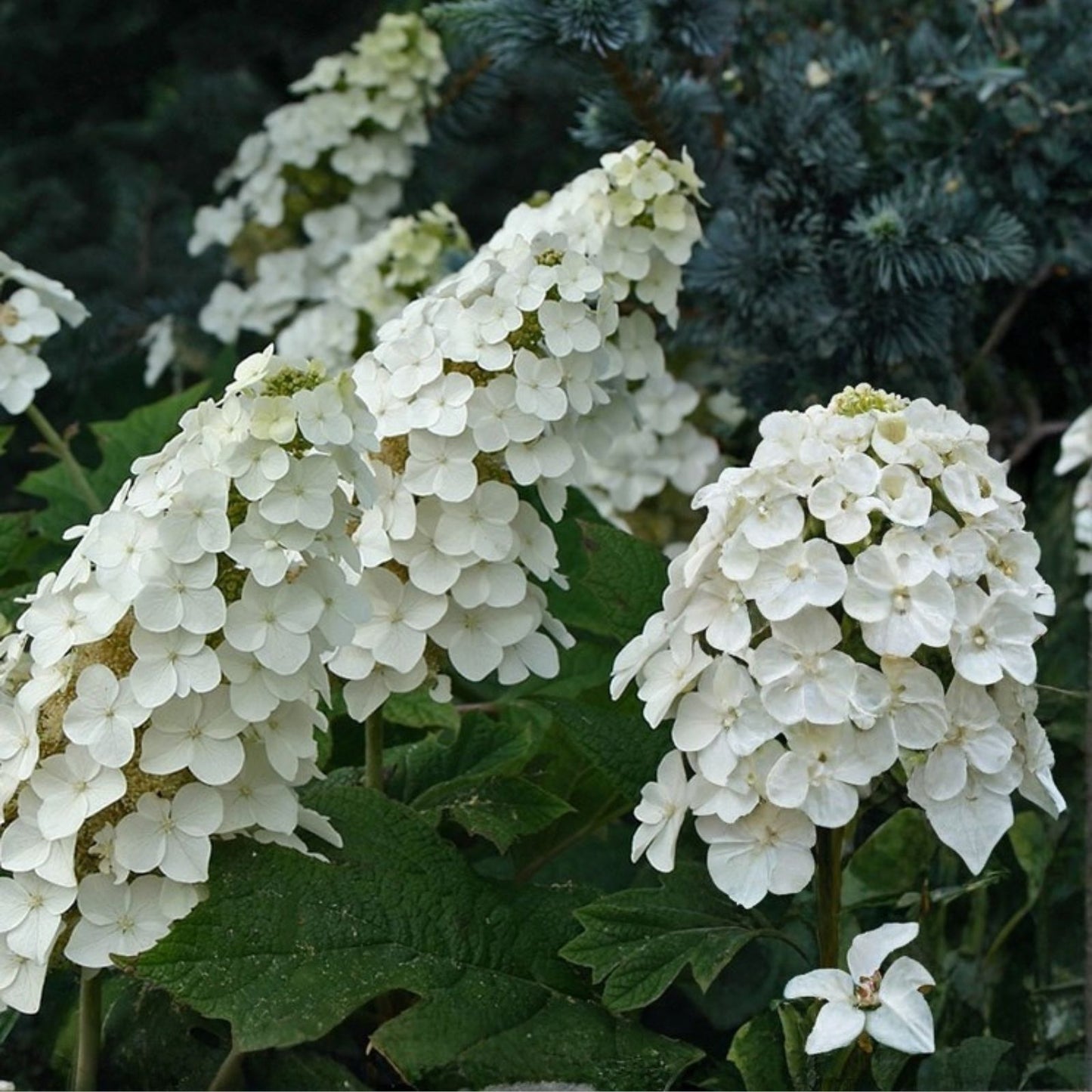 Live Plant - 14-Inch Snow Queen Oakleaf Hydrangea - White Flowers - Hydrangea quercifolia 'Snow Queen' - Zones 5-9