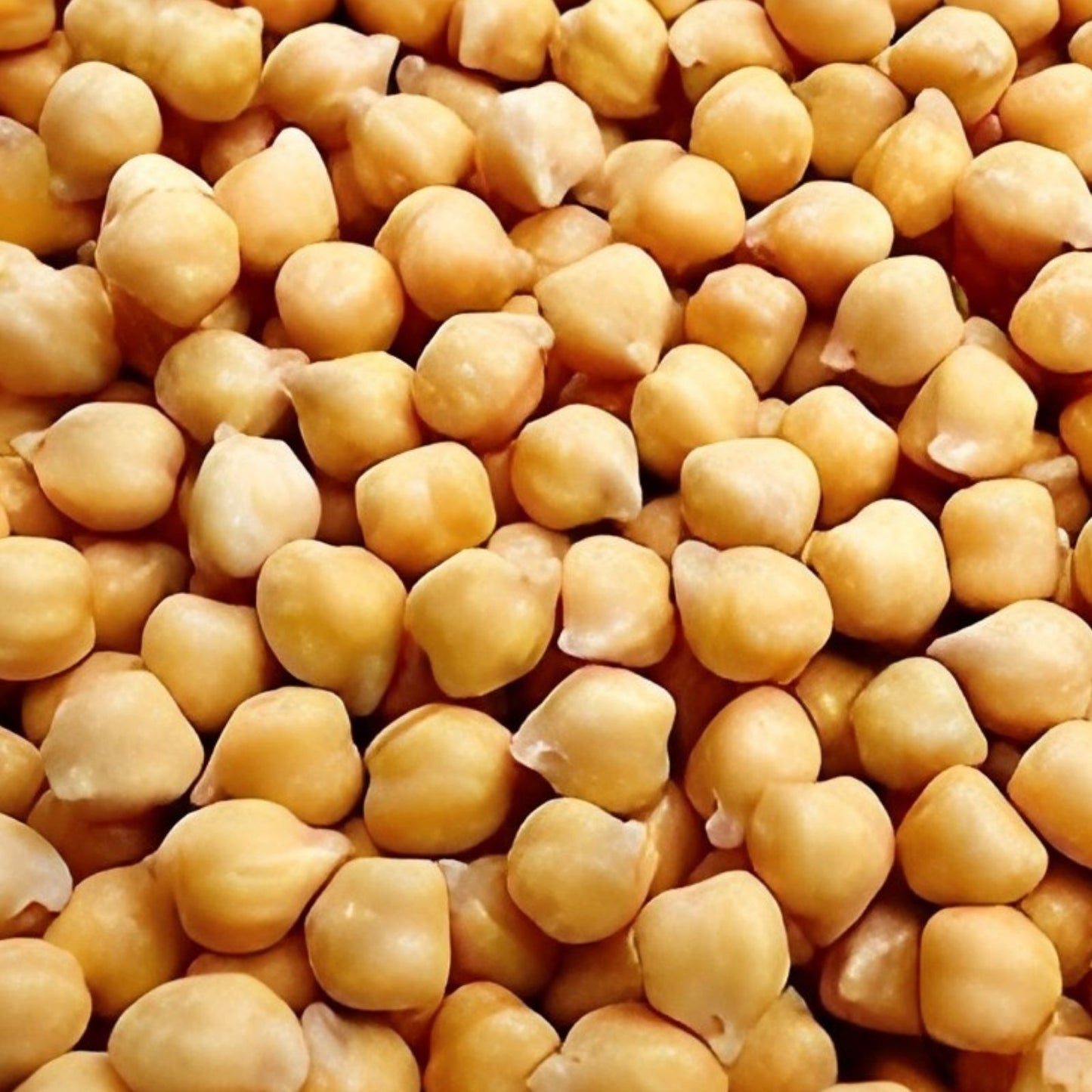 Garbanzo Bean Seeds 200 Count – Organic Heirloom Chickpeas – Cicer arietinum – Non-GMO Vegetable Seeds for Gardening