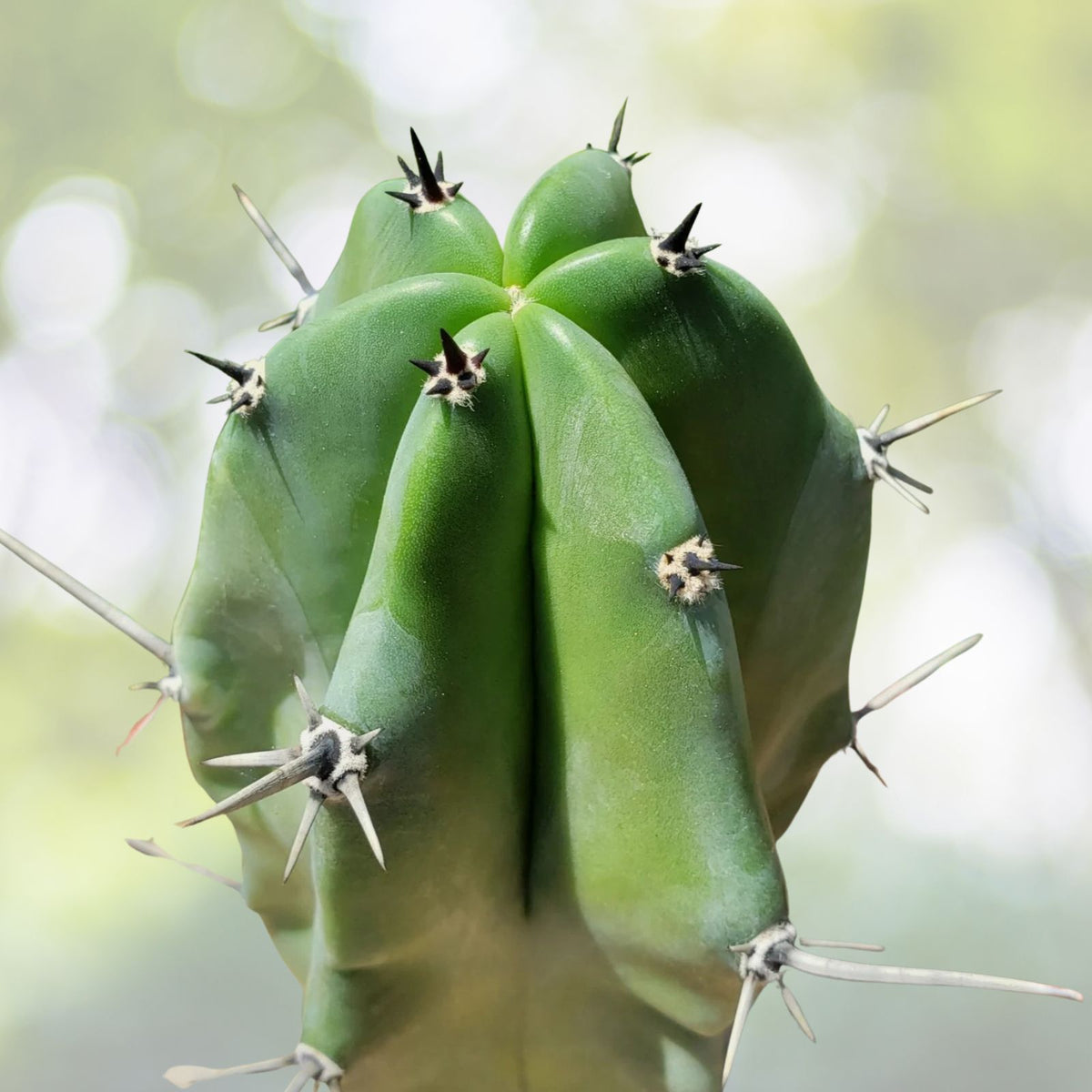Blue Candle Cactus Live Plant 4" Pot | Blue Myrtle Cactus | Myrtillocactus geometrizans | Unique Geometric Stems