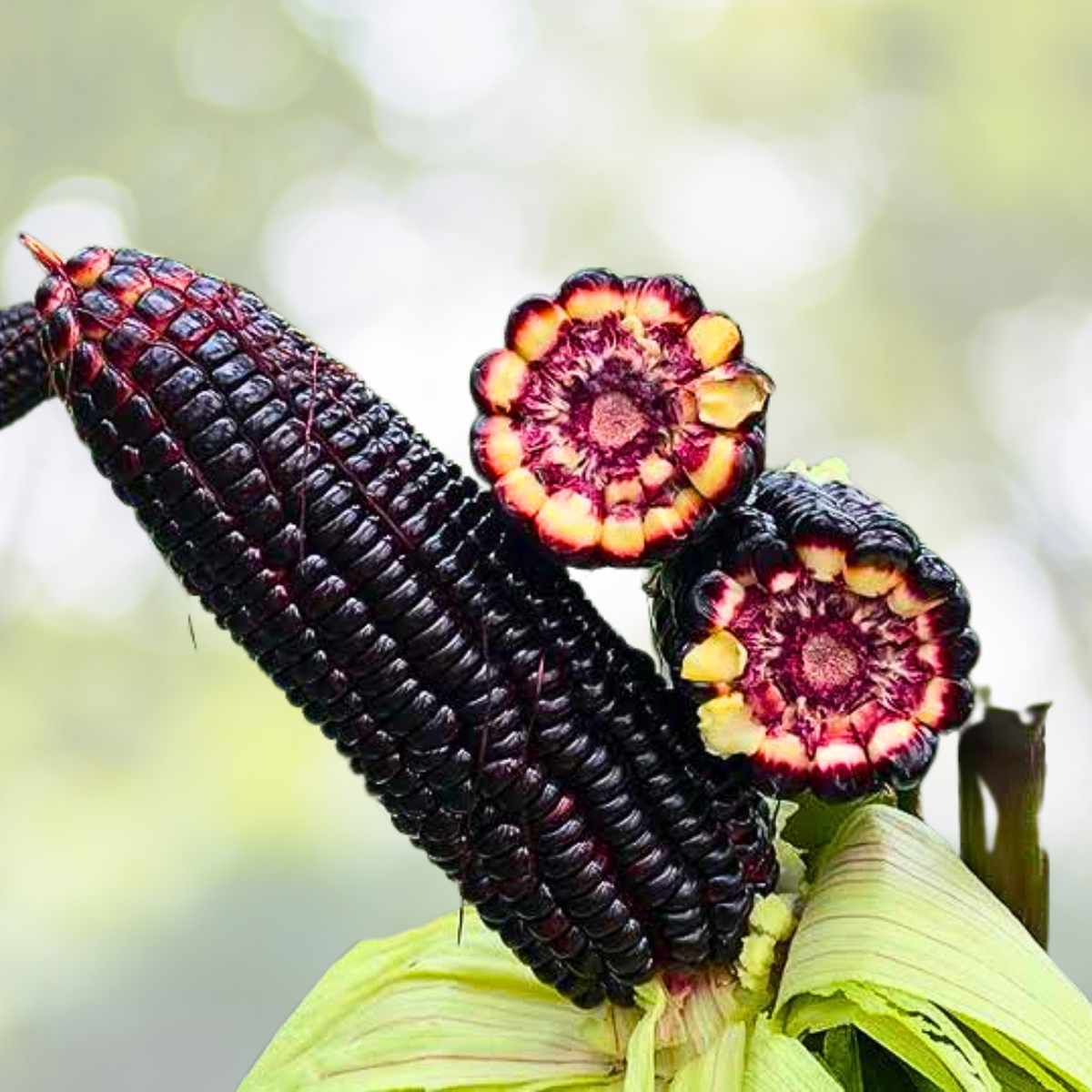 50pcs Black Corn Seeds - Heirloom Non-GMO Flour Corn - Zea mays - Open-Pollinated