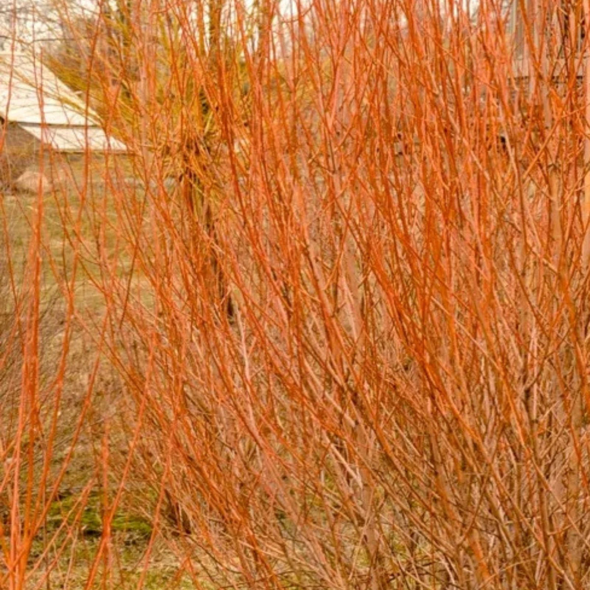Flame Willow Tree - Rare Variety with Vibrant Orange and Red Bark - Salix 'Flame' - Ornamental Tree for Landscaping