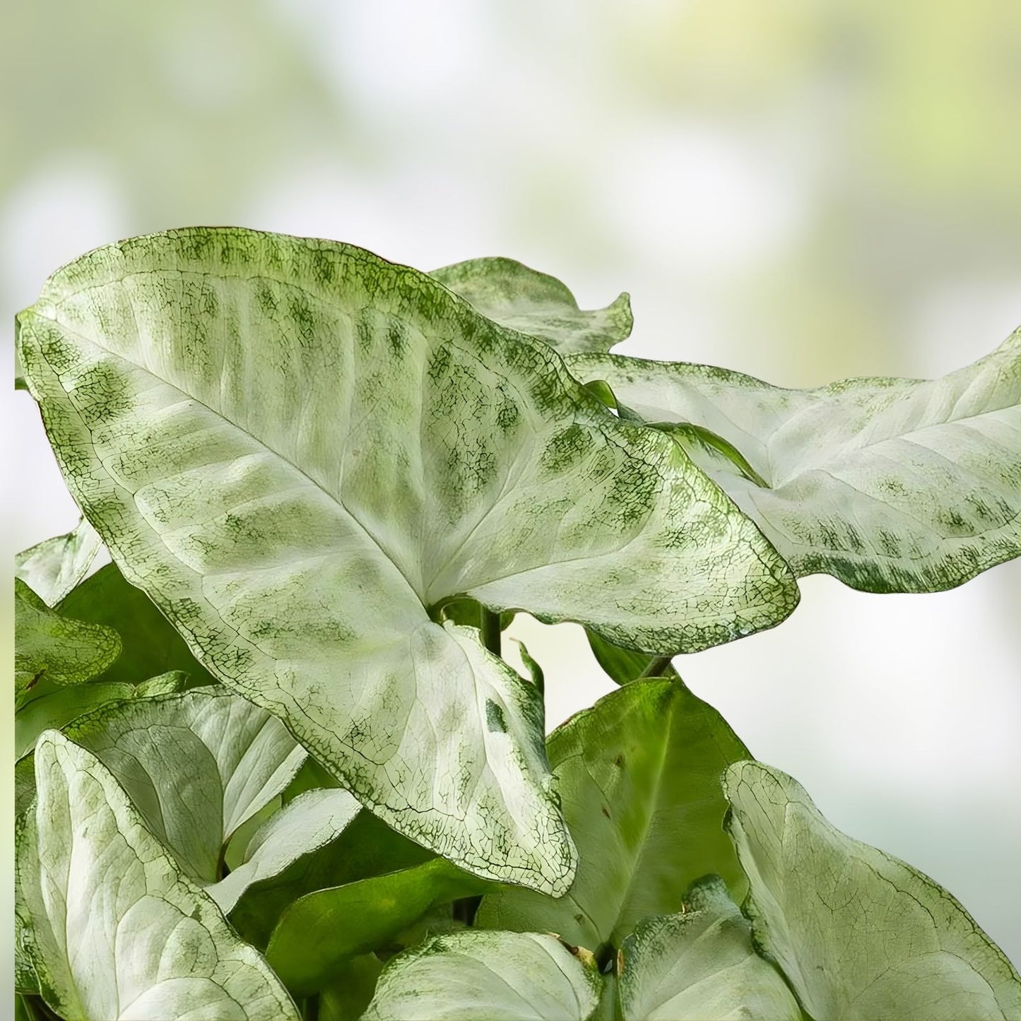 Syngonium Cuttings White Butterfly Arrowhead Plant Live Indoor Plant Goosefoot Variegated Scientific Name