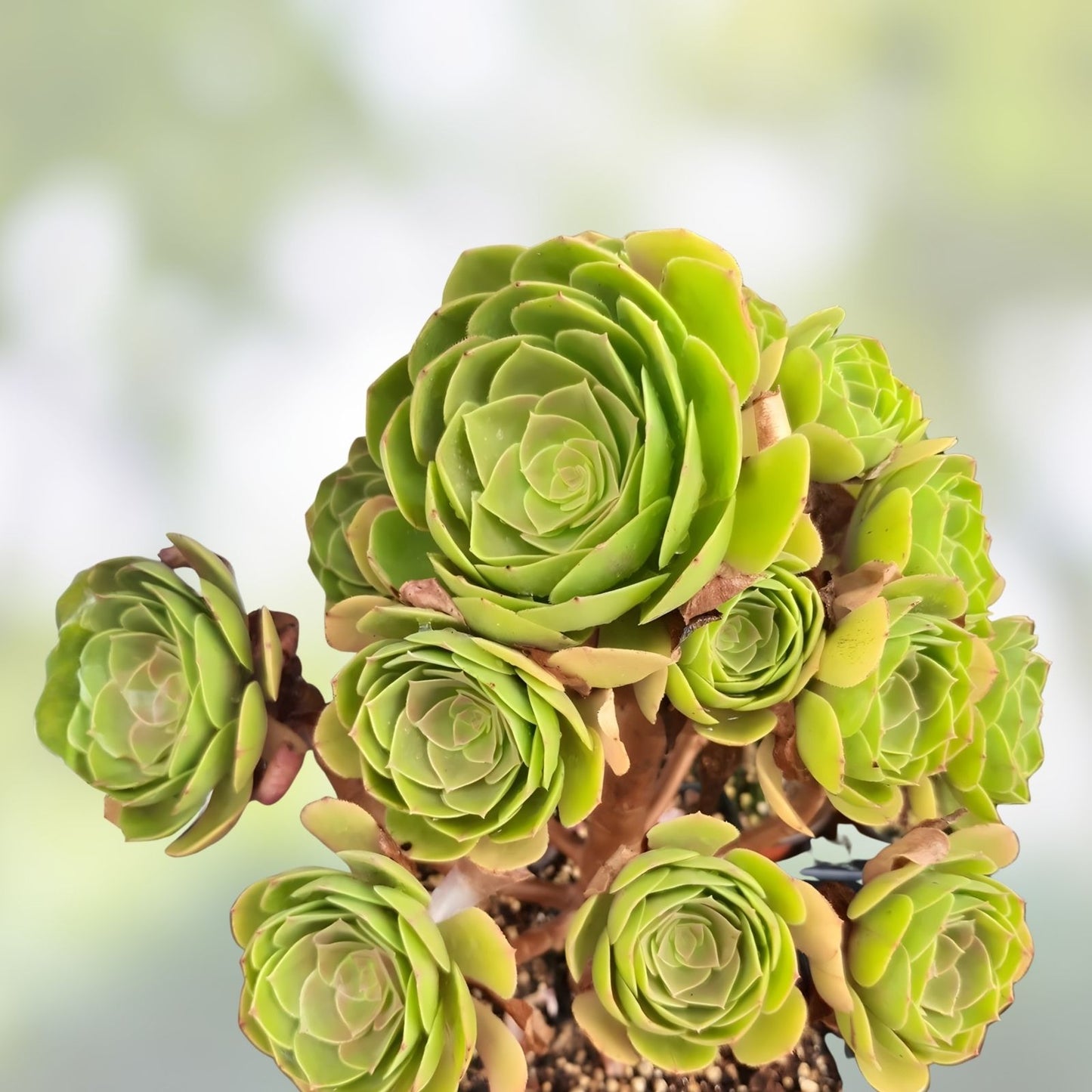 Aeonium Madeira Rose Cuttings 2-4" Succulent Plants Rosette Style Aeonium 'Madera Rose'
