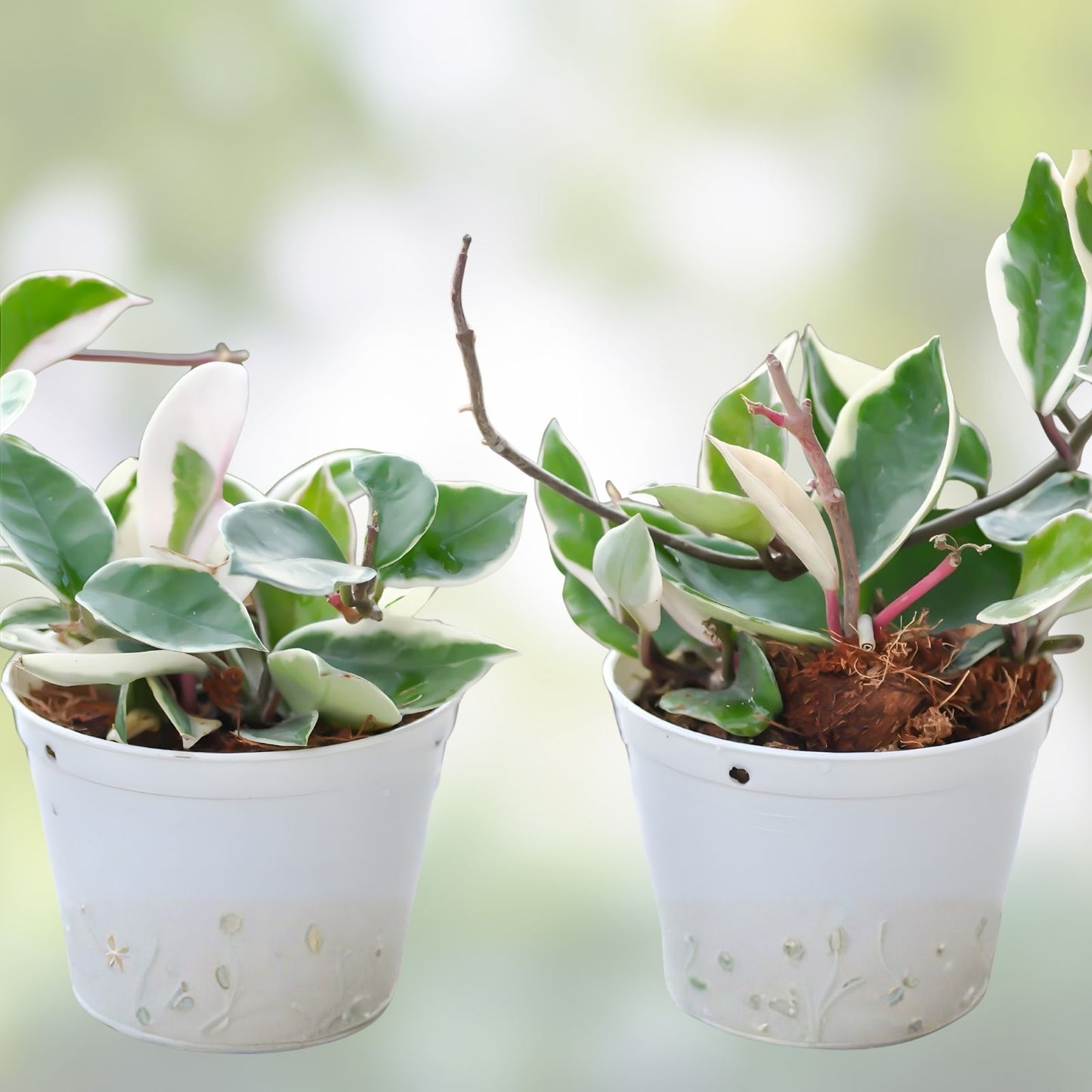 Hoya Cutting Sungwookii Variety Tropical Houseplant Hoya spp, Indoor Plant Propagation