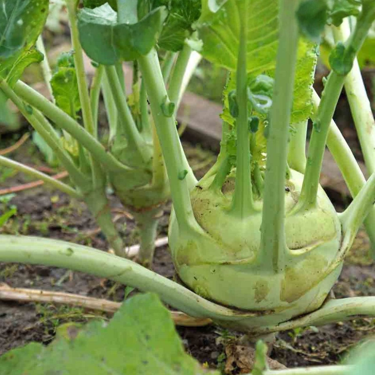 Heirloom Cucumber Seeds 50 Non-GMO Boston Pickling Seeds Cucumis sativus for Pickling and Gardening