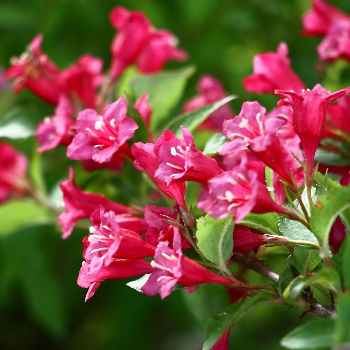 Weigela Plant 8-12 Inches Rosy Pink Blooms | Weigela florida 'Minuet' Live Rooted Bare Root