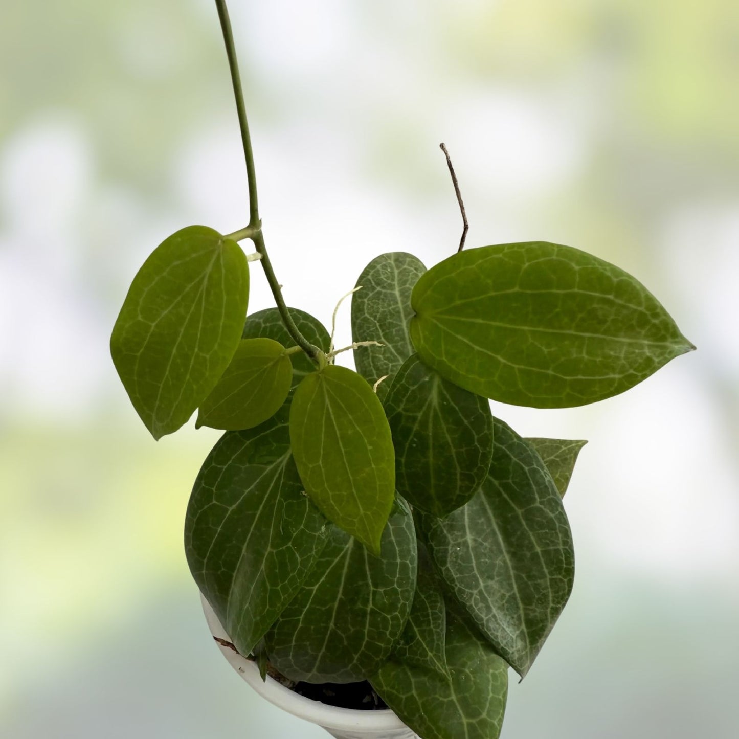 Hoya fitchii Rooted Plant in 2.5" Pot | Tropical Houseplant | Easy Care Indoor Plant | Hoya Plant