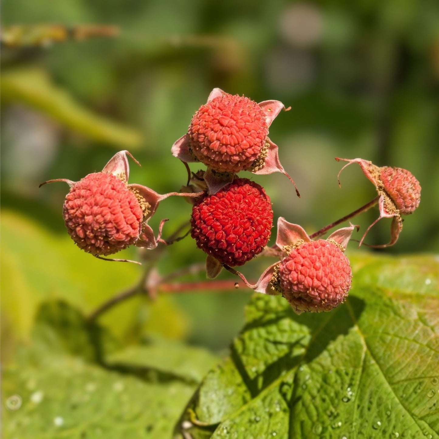 Thimbleberry Seeds 50+ Pack - Sweet Raspberry Fruit - Rubus parviflorus - Native Berry Plant for Garden and Wildflower Landscaping