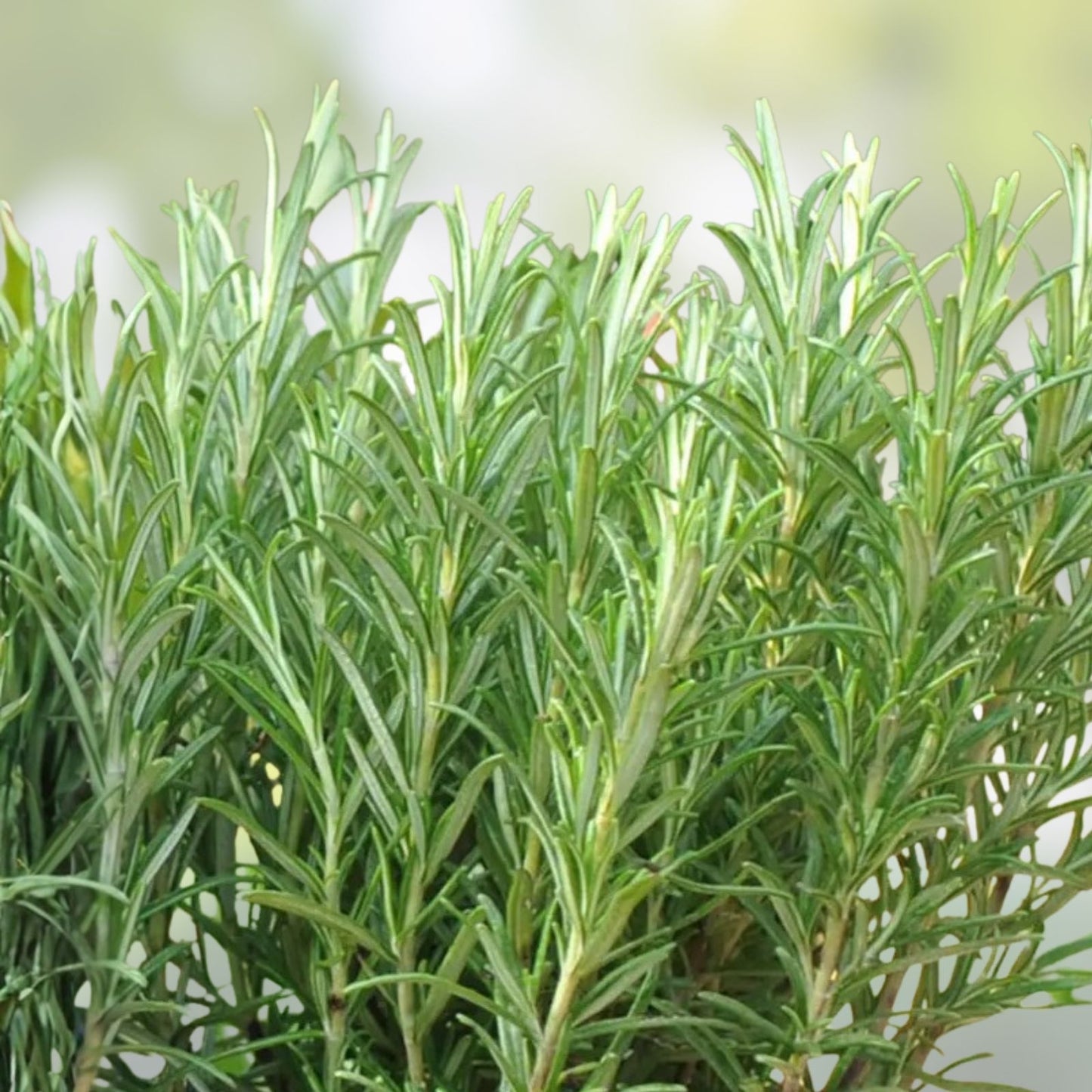 Rosemary Clippings 10 Fresh Cuttings Aromatic Culinary Herb Rosmarinus officinalis