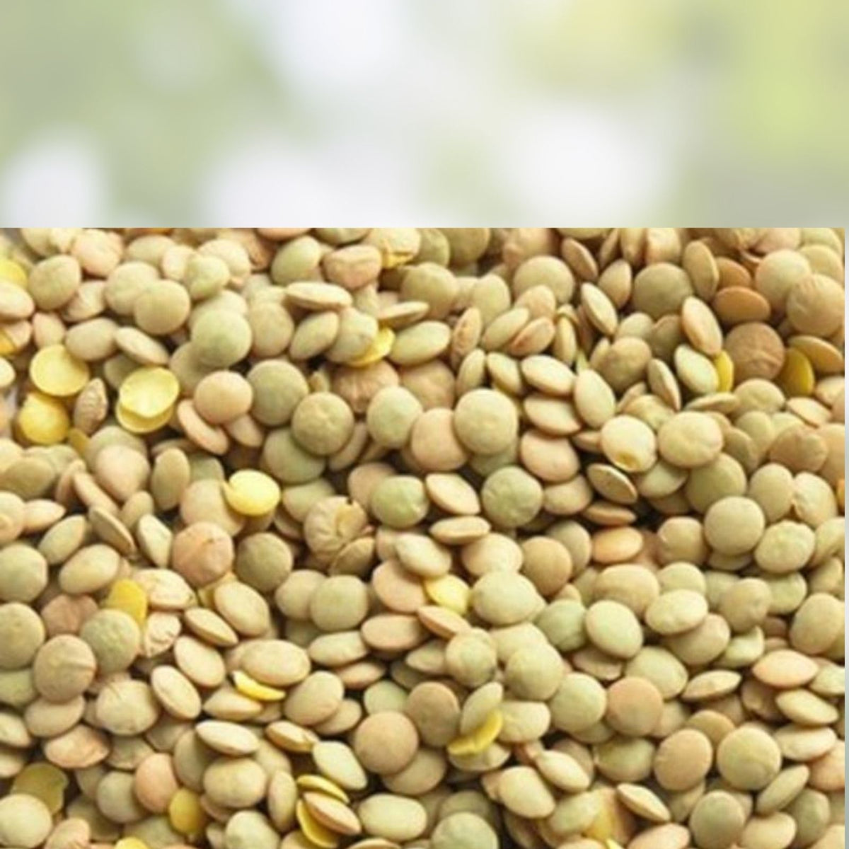 Dried Green Lentils 2 oz – High Protein & Fiber Legumes – Lens culinaris – Organic, Gluten-Free, Vegan Cooking Ingredient