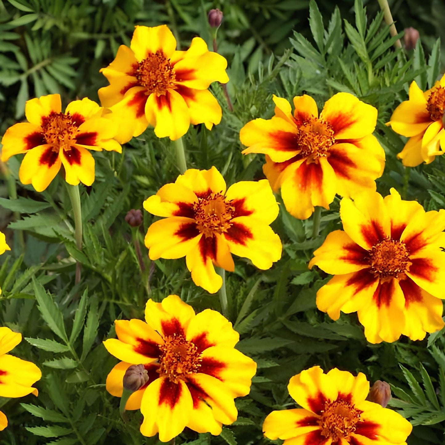 French Marigold Seeds Dwarf Naughty Marietta 200 Seeds Easy to Grow Tagetes patula Garden Flower Seeds