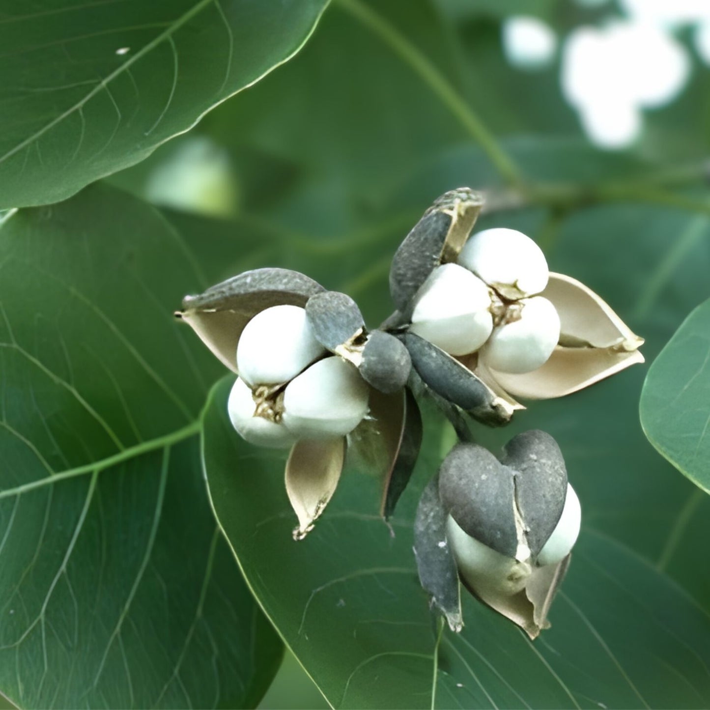 Rare Popcorn Tree Sapling 2-Pack – Triadica sebifera – Southern Alabama Grown – Unique White Seed Tree