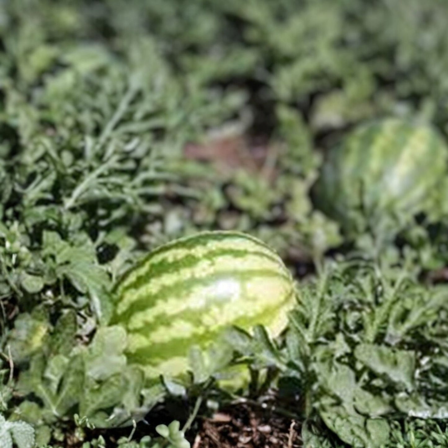 Kleckley's Sweet Watermelon Seeds Heirloom Variety 100 Seeds Large Super Sweet Citrullus lanatus Garden Planting