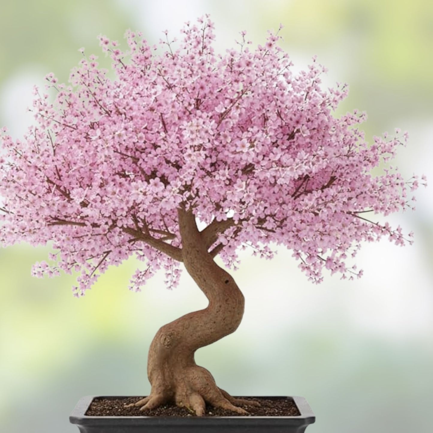 Japanese Cherry Blossom Bonsai Seeds - 10 Fresh Exotic Prunus serrulata Seeds for Gardening and Bonsai Cultivation