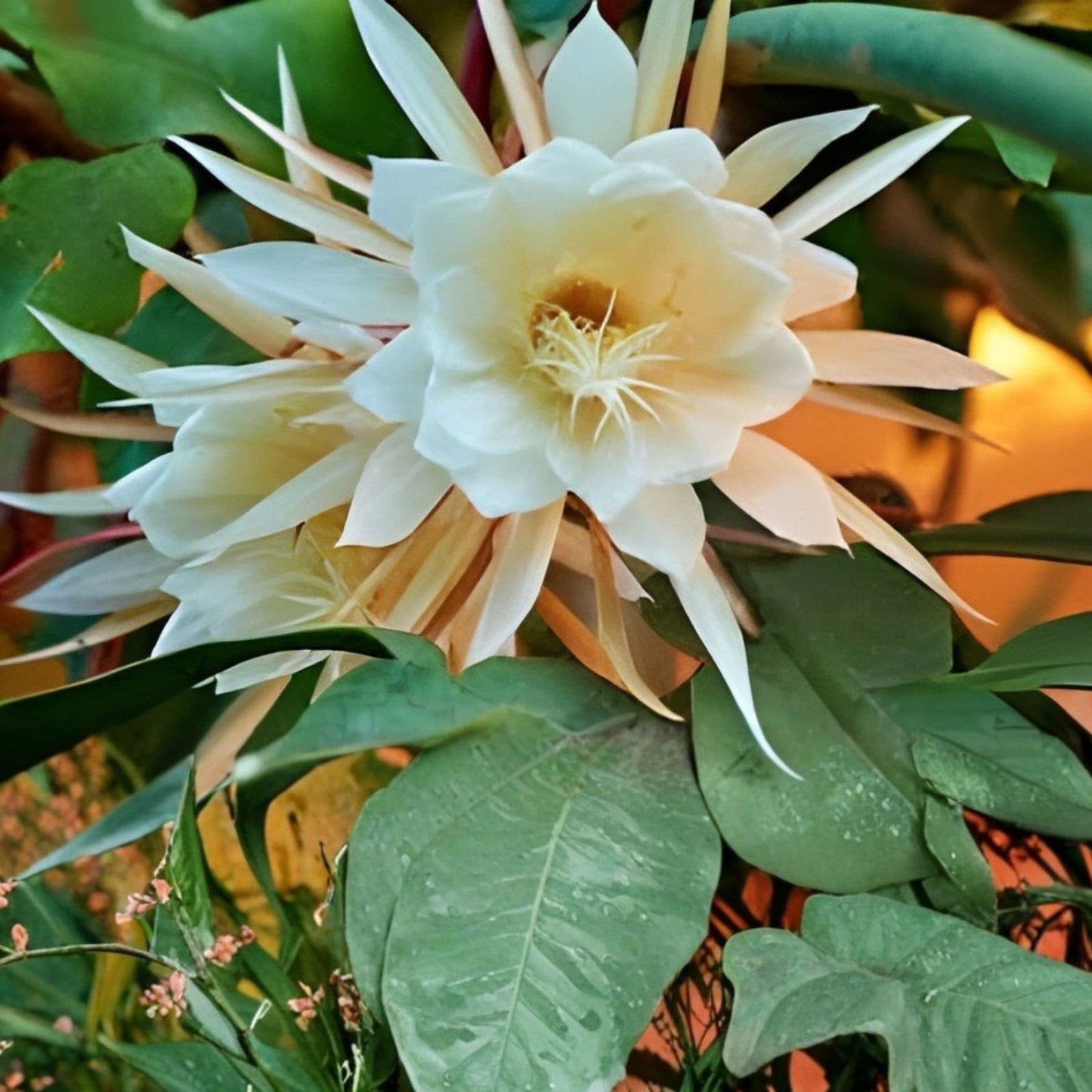 Queen of the Night Cuttings – Epiphyllum Orchid White Blooms – Rare Indoor Plant for Home Decor