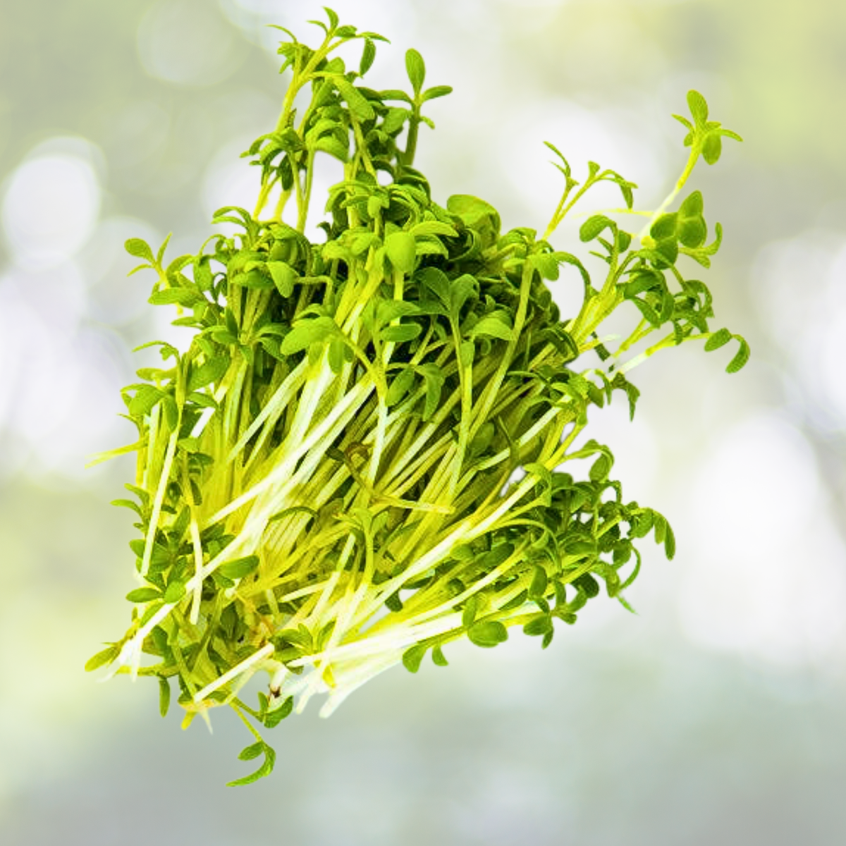 Curled Cress Seeds - 1000 Non-GMO Pungent Spicy Zesty Sprout - 10 Days to Harvest - Lepidium sativum