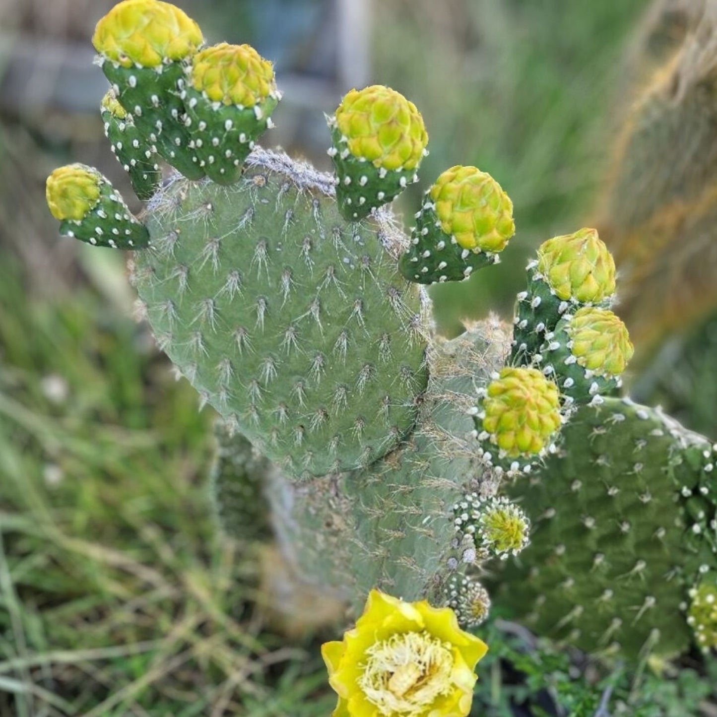Galapagos Opuntia Megasperma Var. Orientalis Cactus Plant with Colored Flowers, Desert Succulent, Opuntia Species