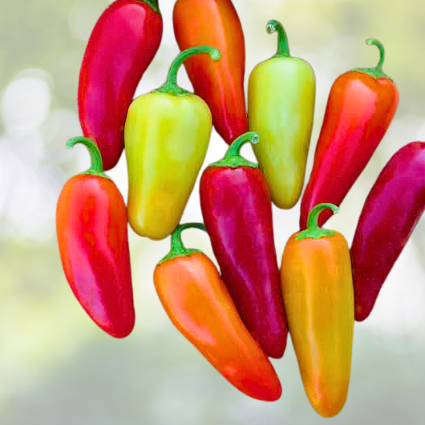 Hot Pepper Seeds - 50 Non-GMO SANTE FE GRANDE - 5,000 Scoville Units, Capsicum annuum