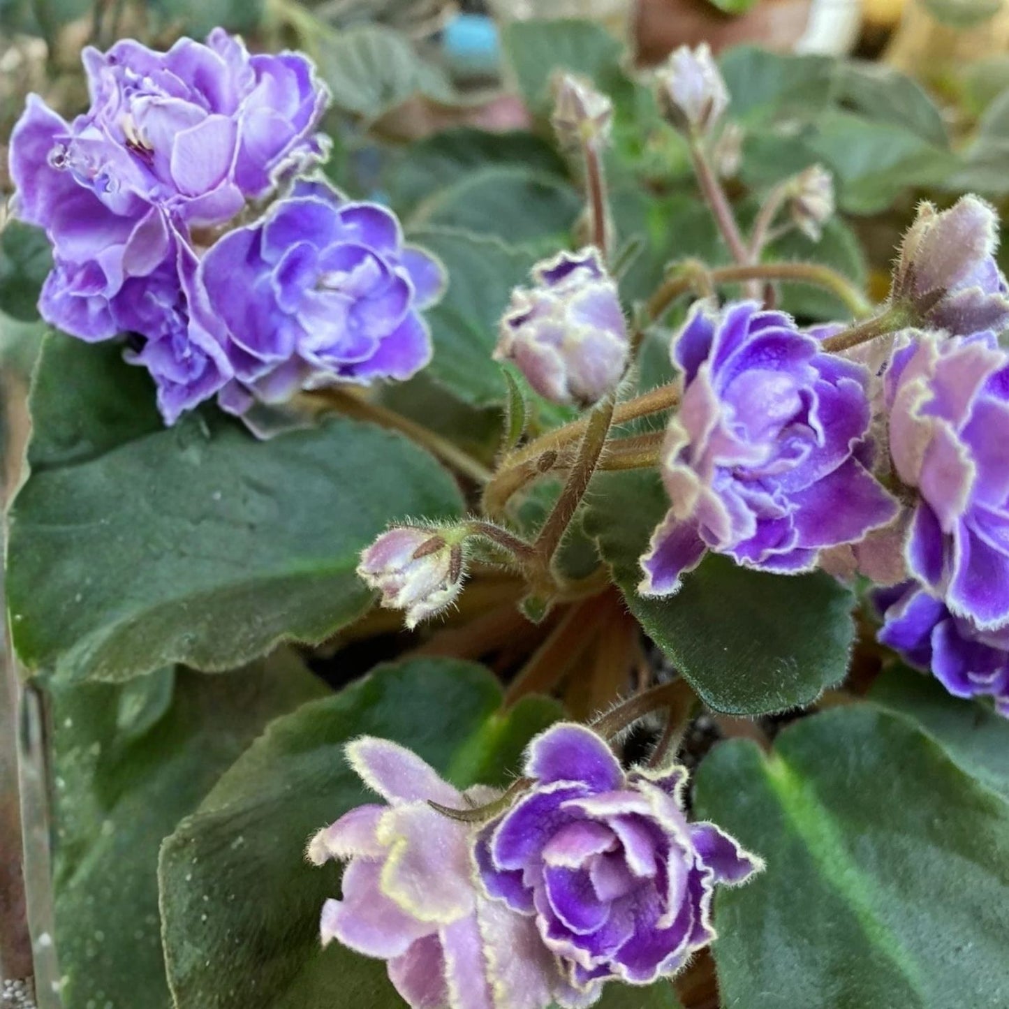 African Violet Leaves - 2 Count - Optimara Trinidad II - Indoor Plant Cuttings - Houseplant Propagation
