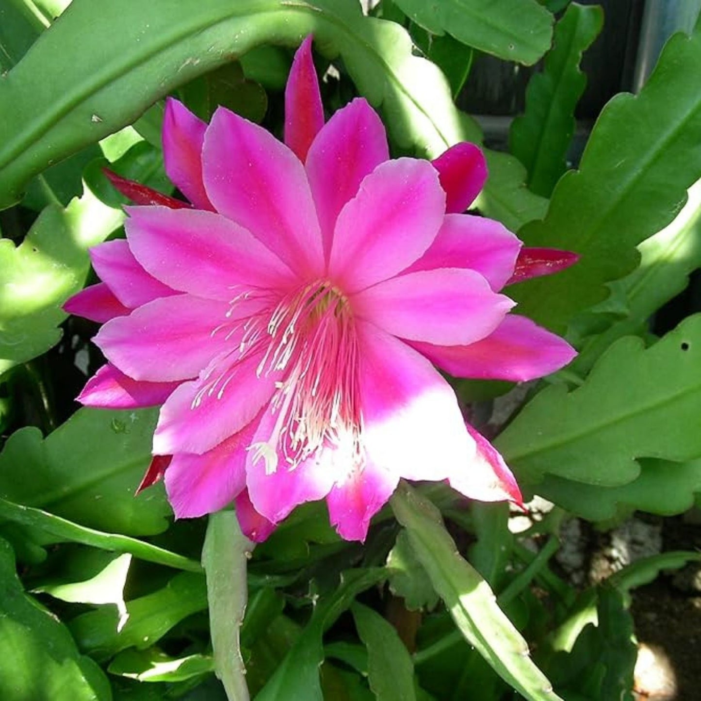 Rosy Swirl Orchid Cactus Cuttings Epiphyllum 2 Pack with Free Small Cutting Indoor Gardening Succulent Plant