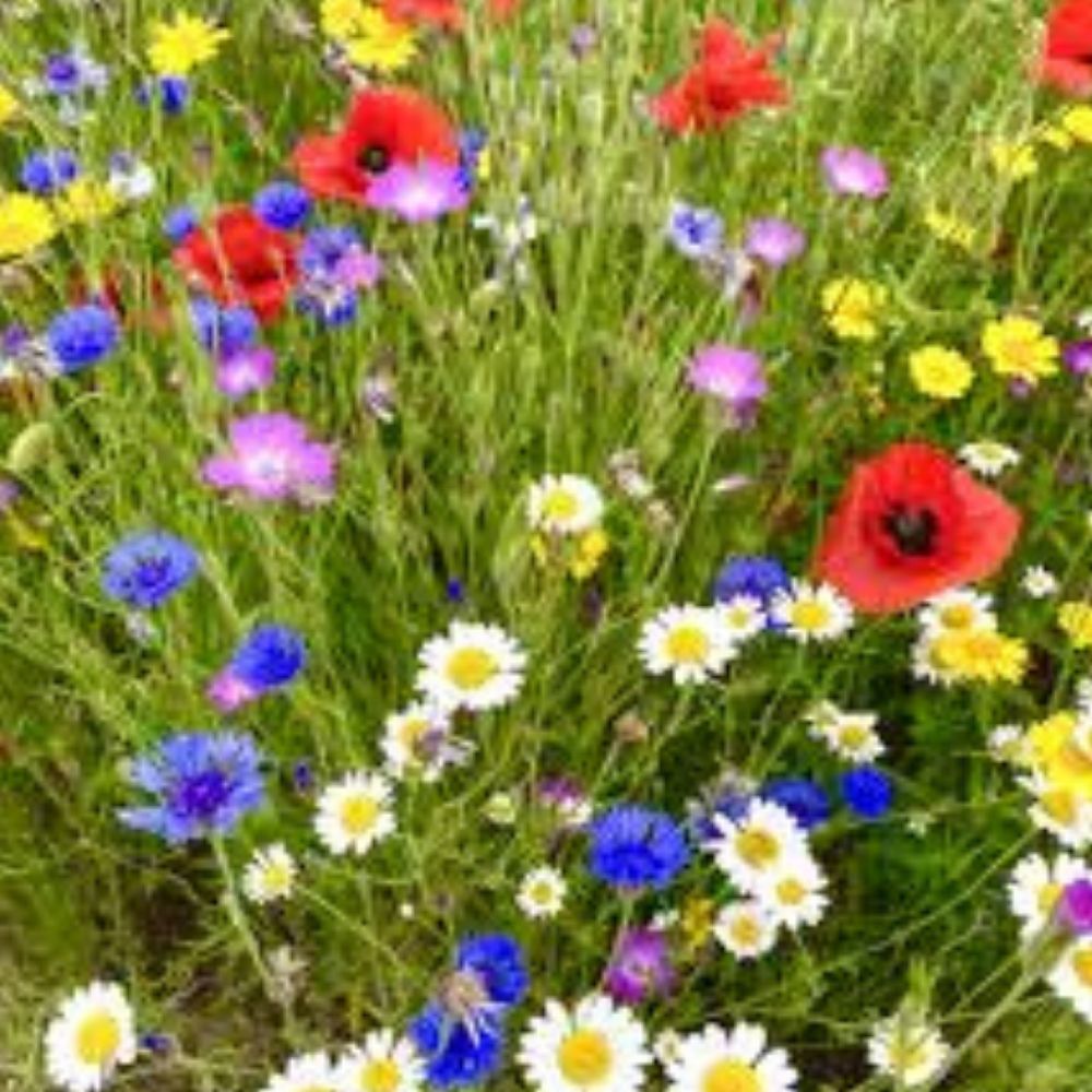 Wildflower Mix Seeds 200 Count Perennial Organic Native Blend USA Grown Pollinator Friendly