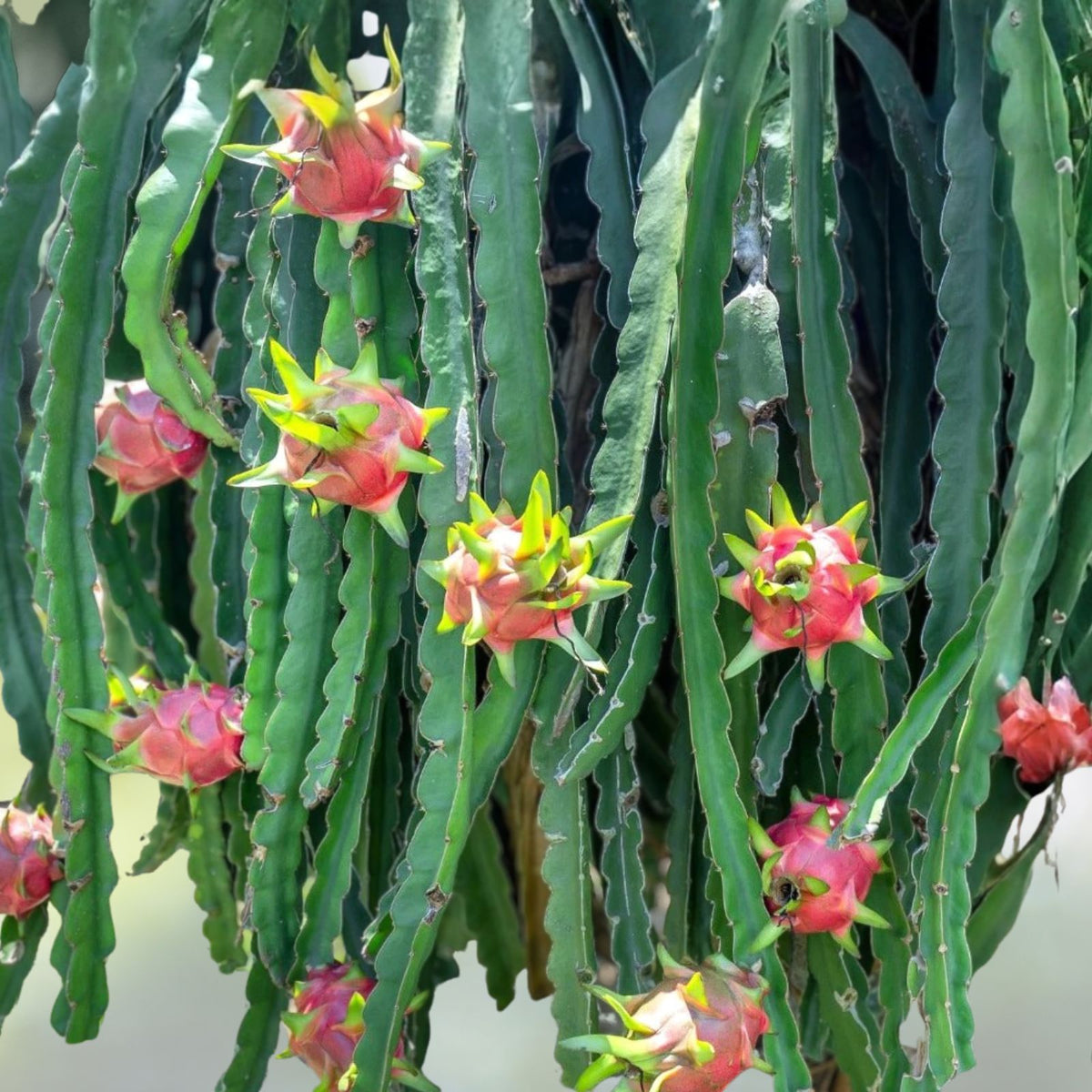 Vietnamese White Flesh Dragon Fruit Plant in Pot - Hylocereus undatus - Freshly Shipped with Soil, Ideal for Home Gardening