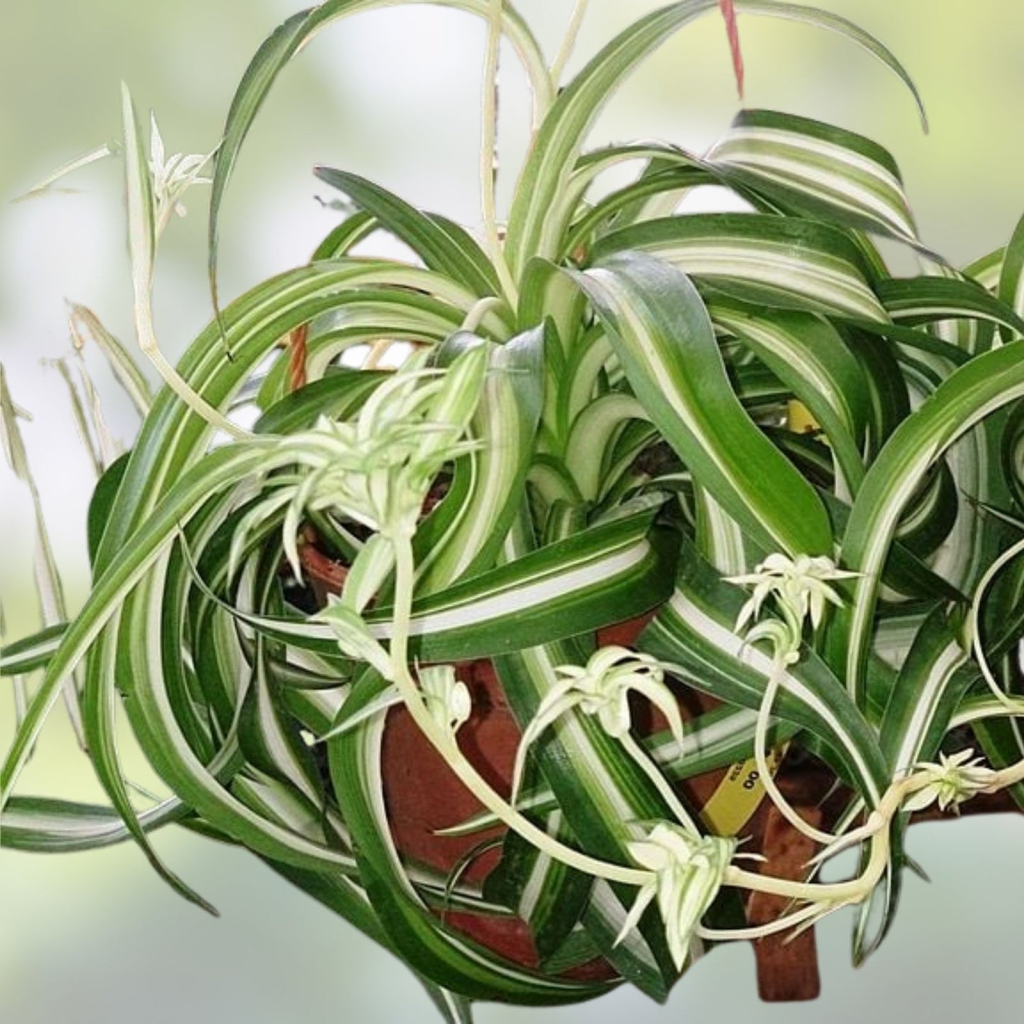 Variegated Bonnie Curly Spider Plant Cuttings – 2 Live Baby Plants – Chlorophytum Comosum – Indoor Houseplants, Easy Care
