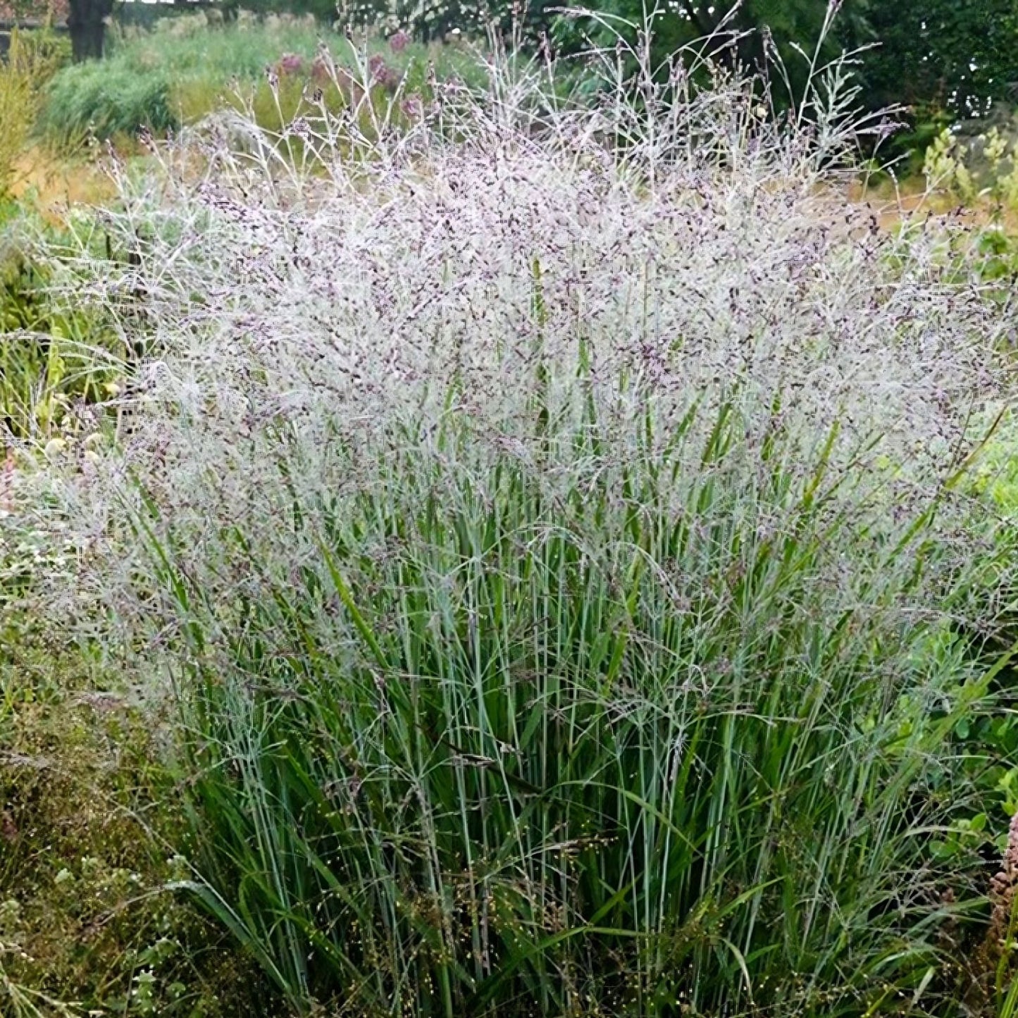 Switchgrass Seeds for Planting - Fast Growing Hardy Prairie Grass - Panicum virgatum for Bio Fuel & Erosion Control