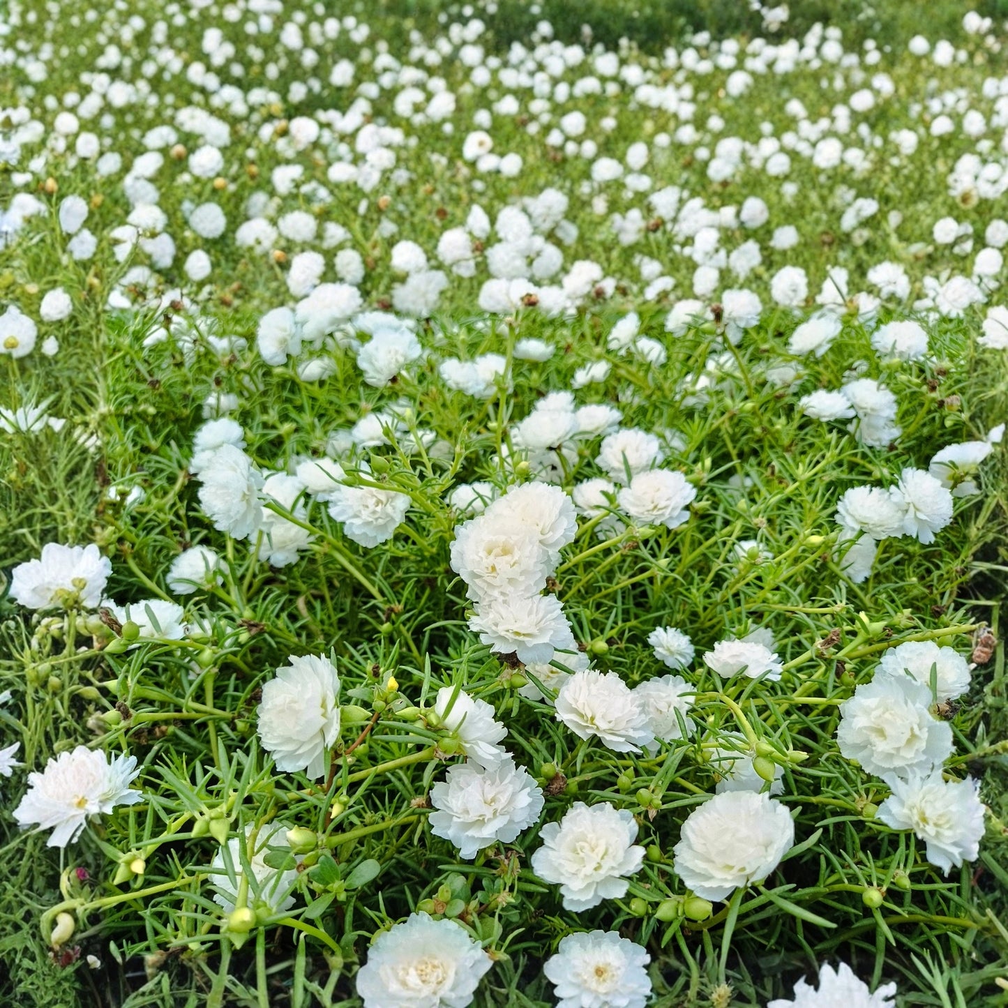Moss Rose Plant 6in Pot White Portulaca grandiflora Annual Flower Drought-Tolerant Succulent