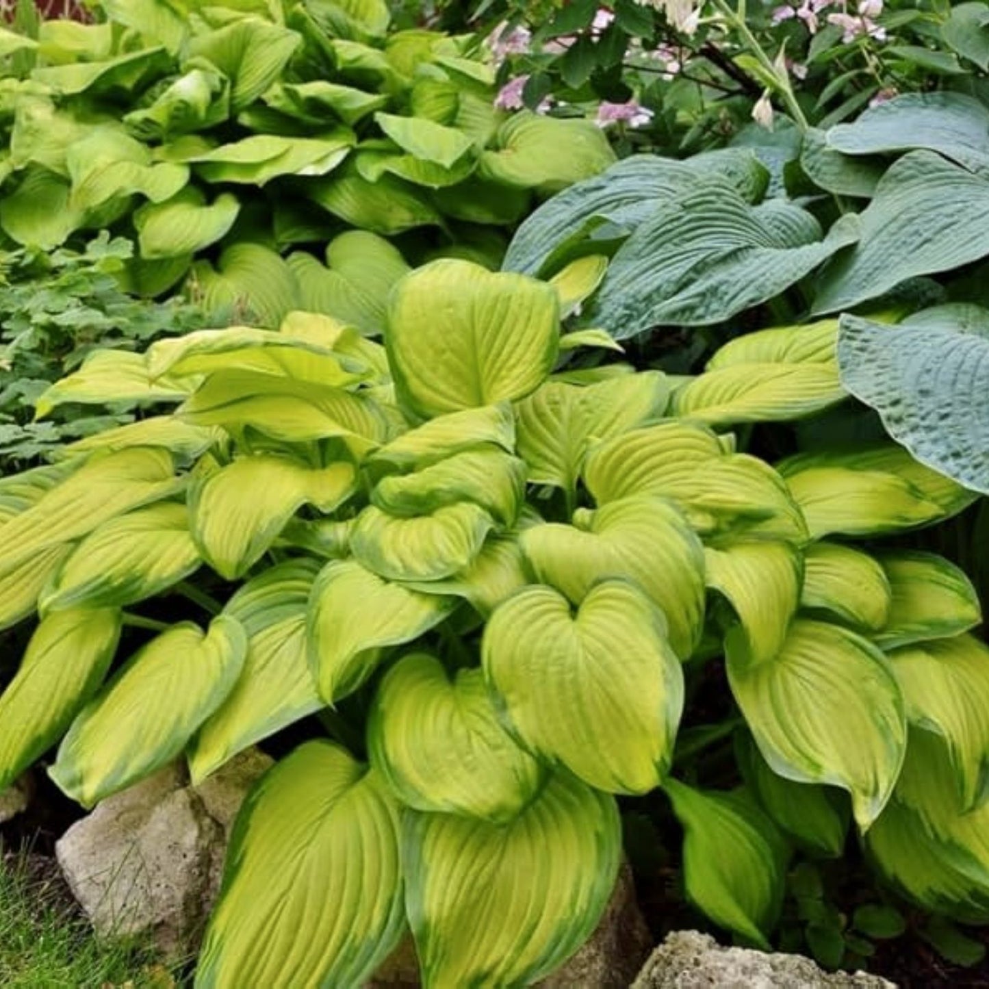Mixed Hosta Plant Roots 6-Plant Set Gardeners Mix Hosta spp. Perennial Shade Garden Plants