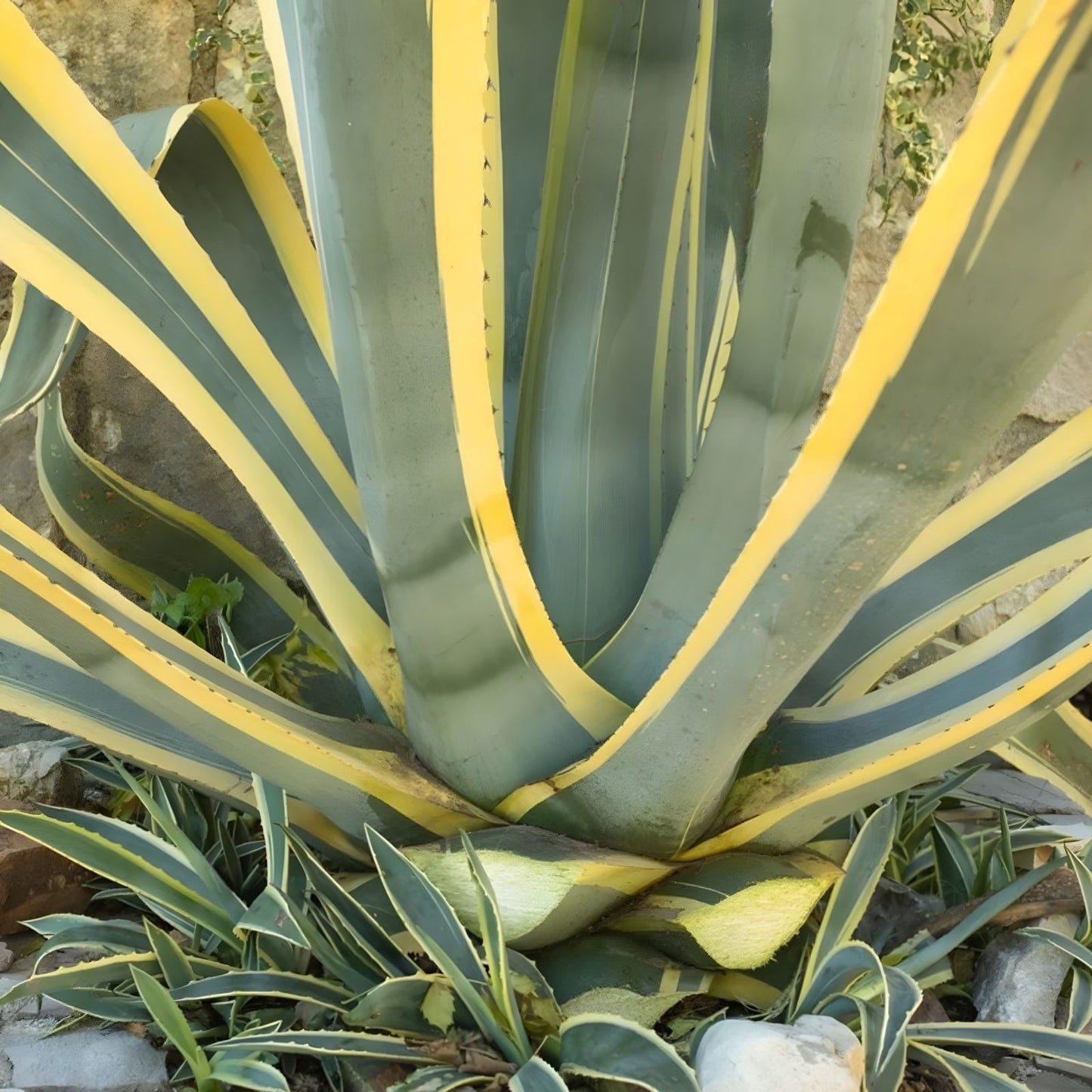 Agave Americana Variegated Succulent Plant – 6-12 Inches – Green and Yellow Foliage – Century Plant, Ornamental Succulent
