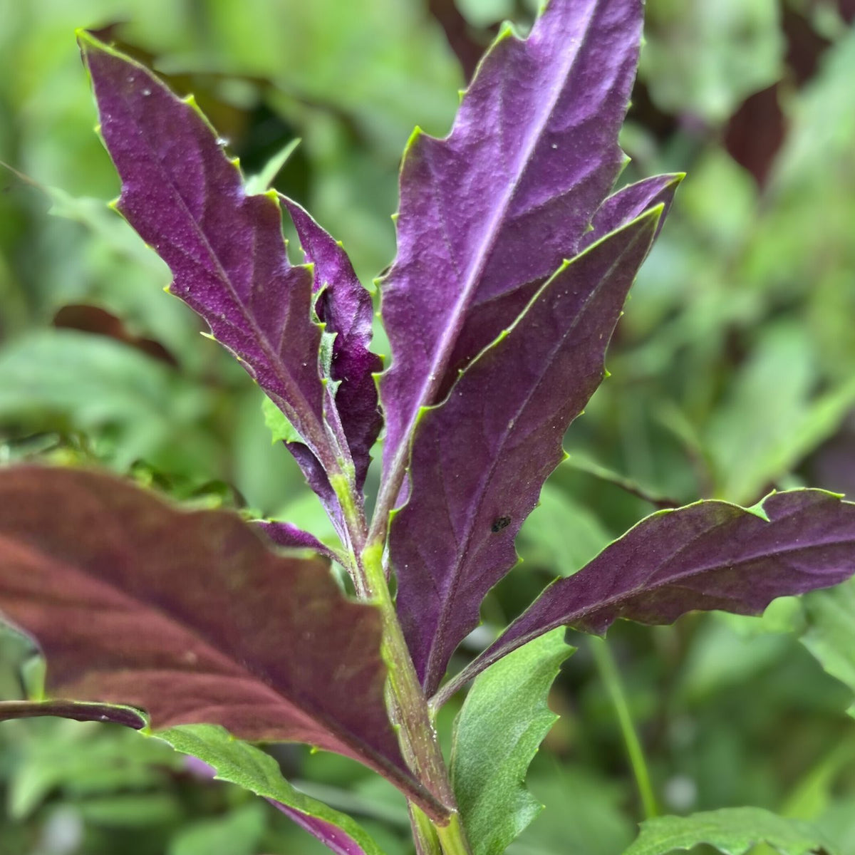 Okinawa Spinach Starter Plant - 5 Bare Roots - Nutritious Perennial Vegetable - Gynura crepioides - Green & Purple Foliage