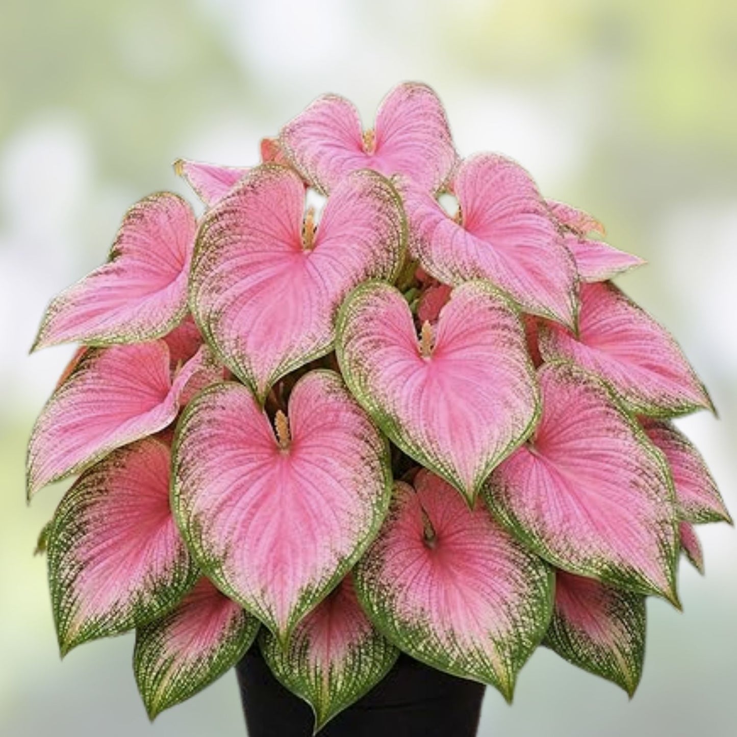 Caladium Bulbs 6 Pack Red Ruffles Tropical Foliage Plant Perennial Elephant Ears Garden Bulbs