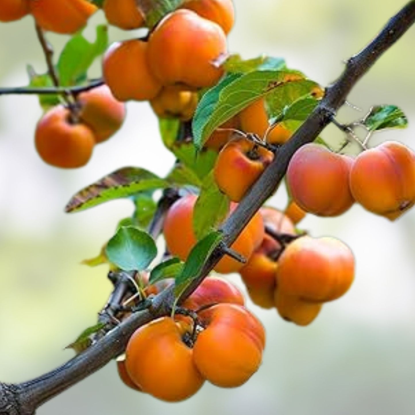 American Persimmon Tree - 12-18" Live Bare Root - Diospyros virginiana - Hardy, Fast Growing, Zone 5-9