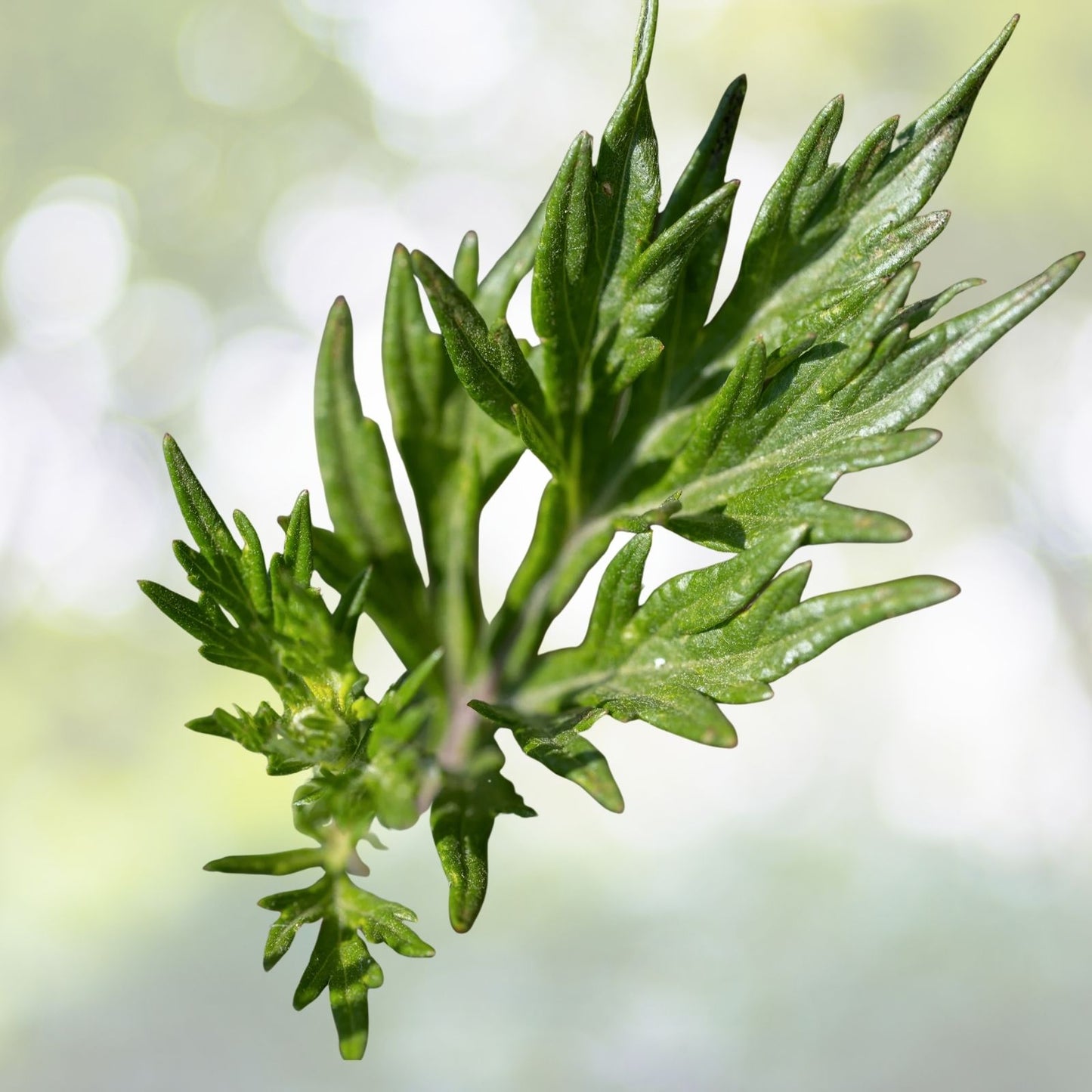 500+ Mugwort Seeds, Culinary Medicinal Herb, Artemisia vulgaris, Perennial Plant, USA Grown