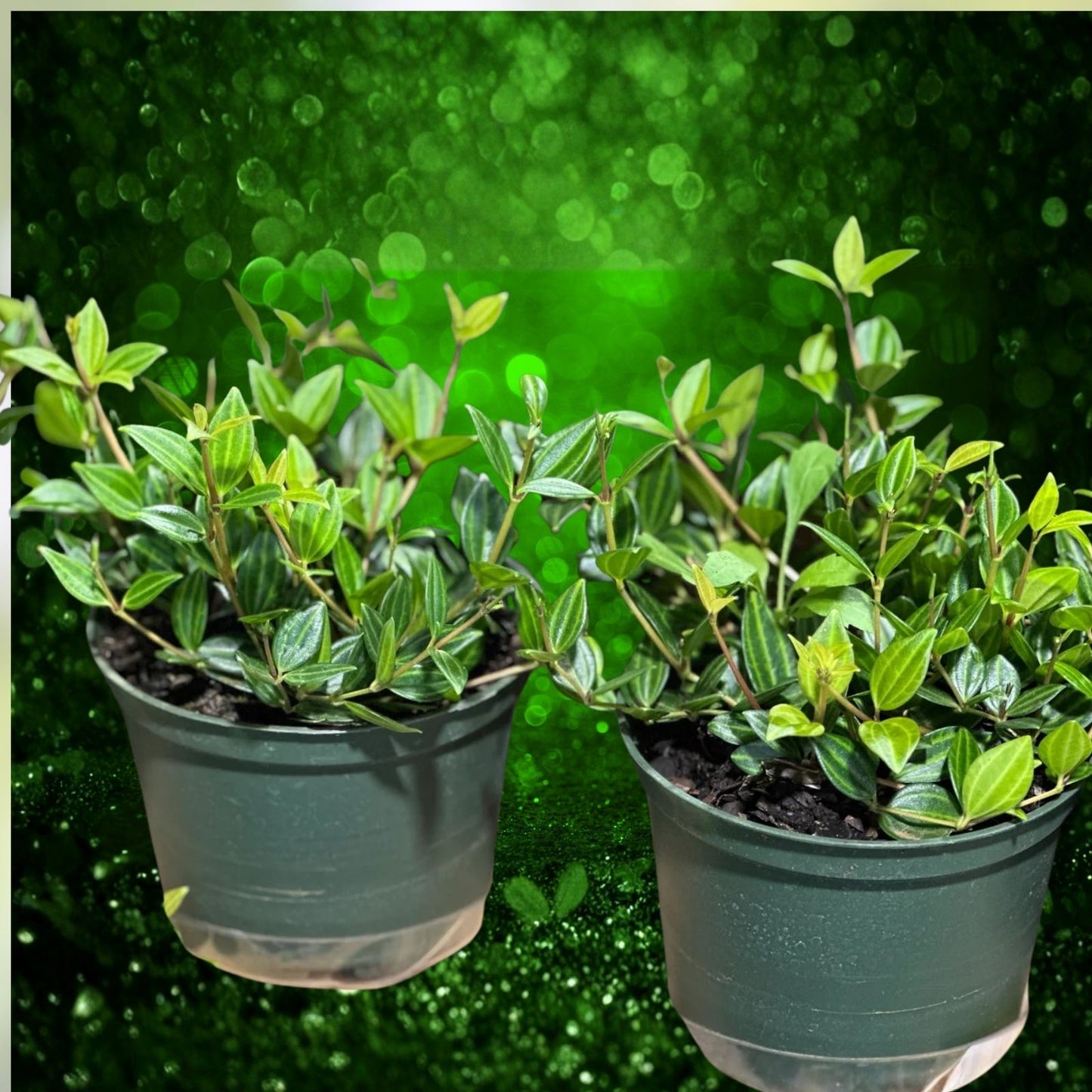Variegated Peperomia Cuttings 4" – Funky Frog Houseplant, Pet-Friendly, Radiator Plant, Peperomia angulata